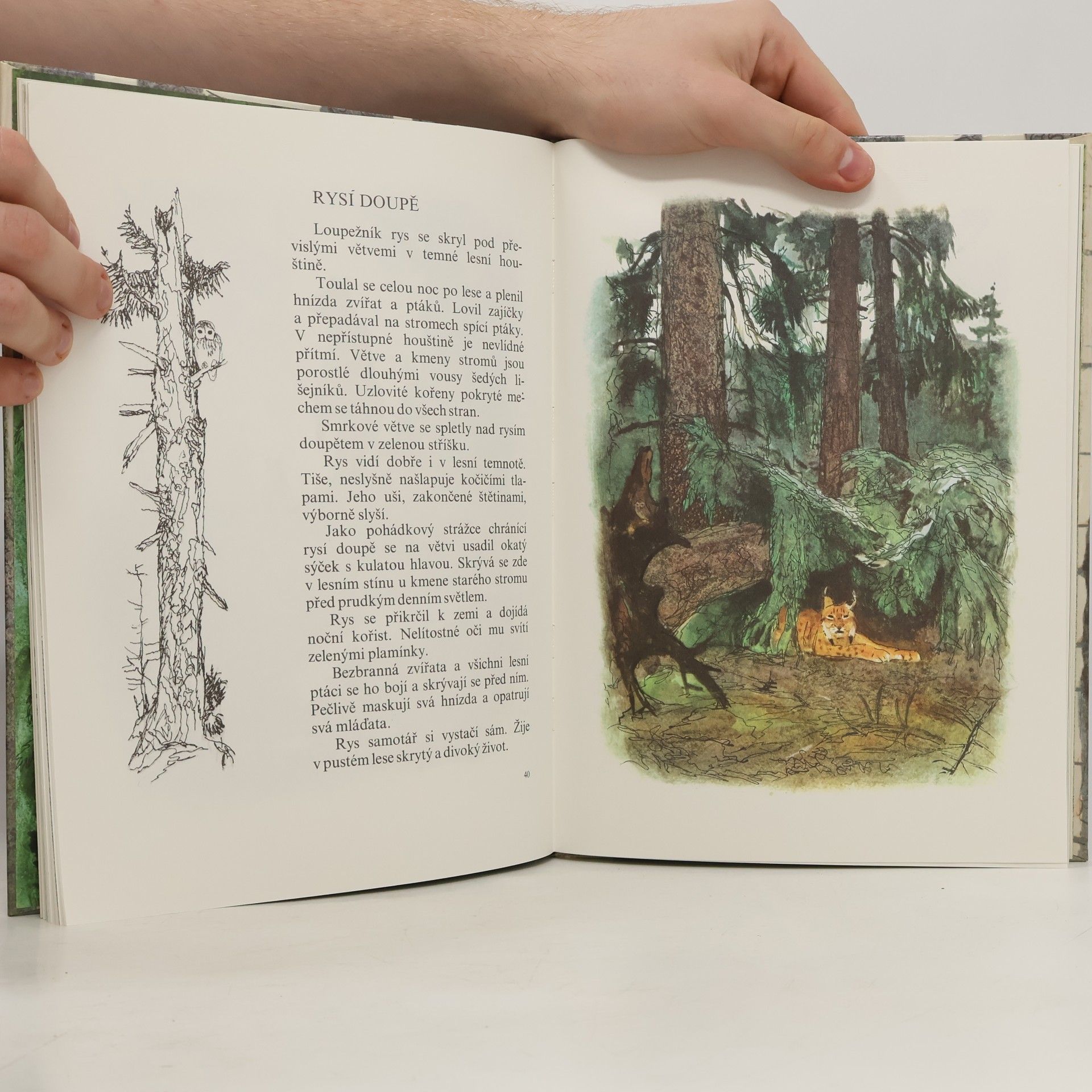Ivan S. Sokolov-Mikitov Das Jahr im Wald