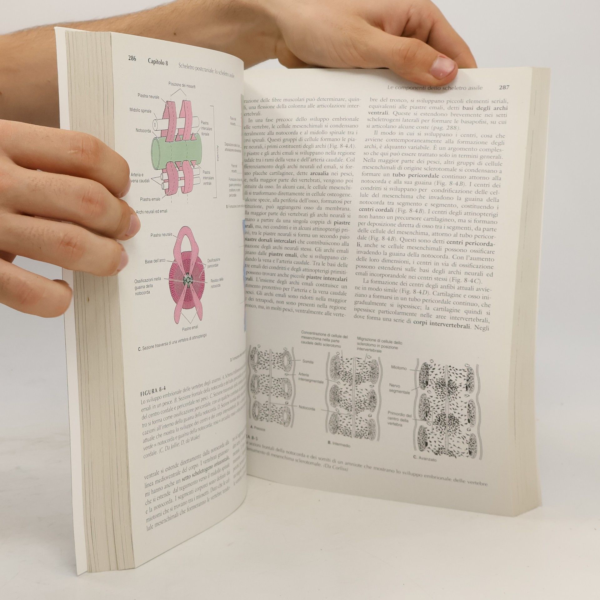 M. V. Civitelli Anatomia comparata dei vertebrati una visione funzionale ed evolutiva
