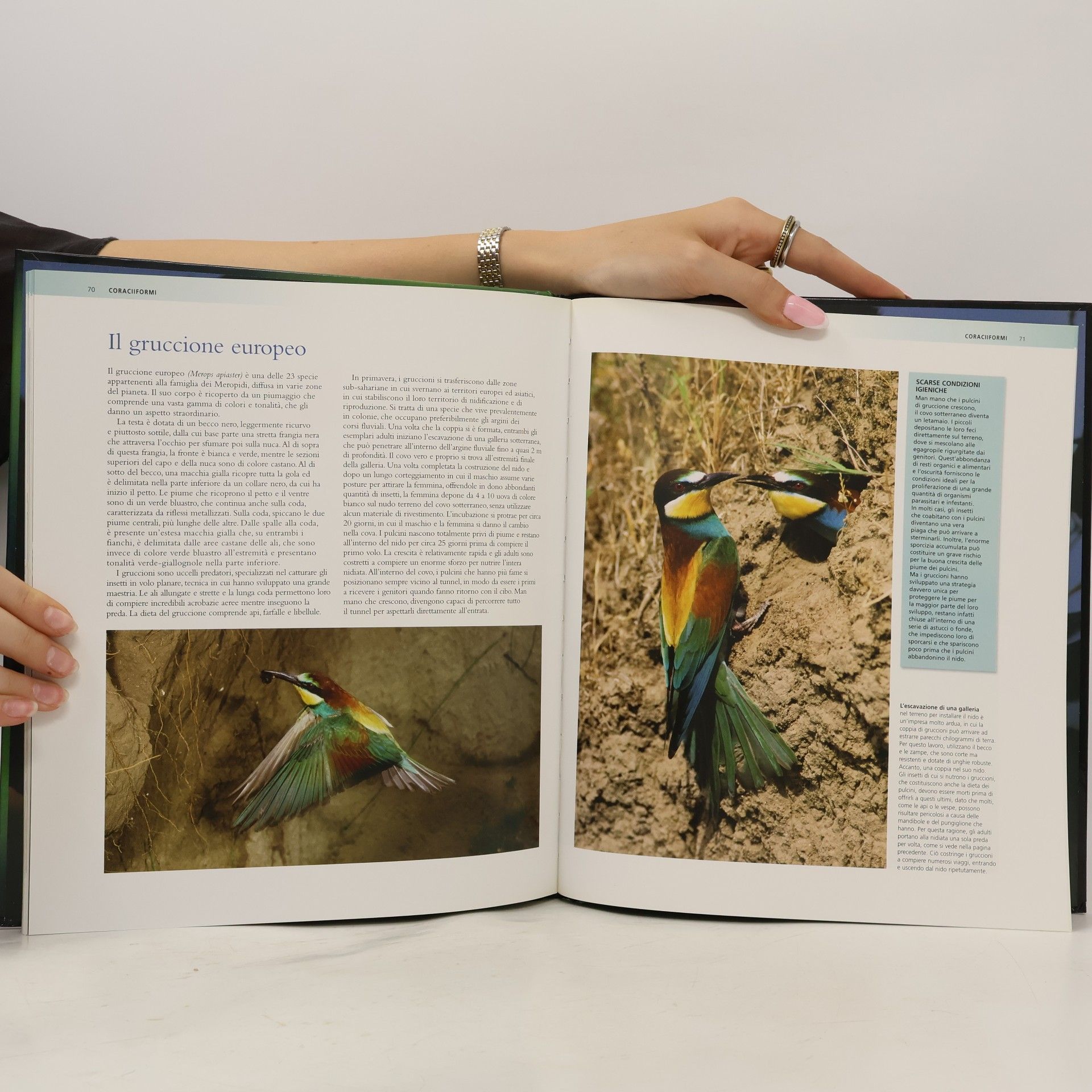 Autorenkollektiv National Geographic. Enciclopedia degli Animali Uccelli III