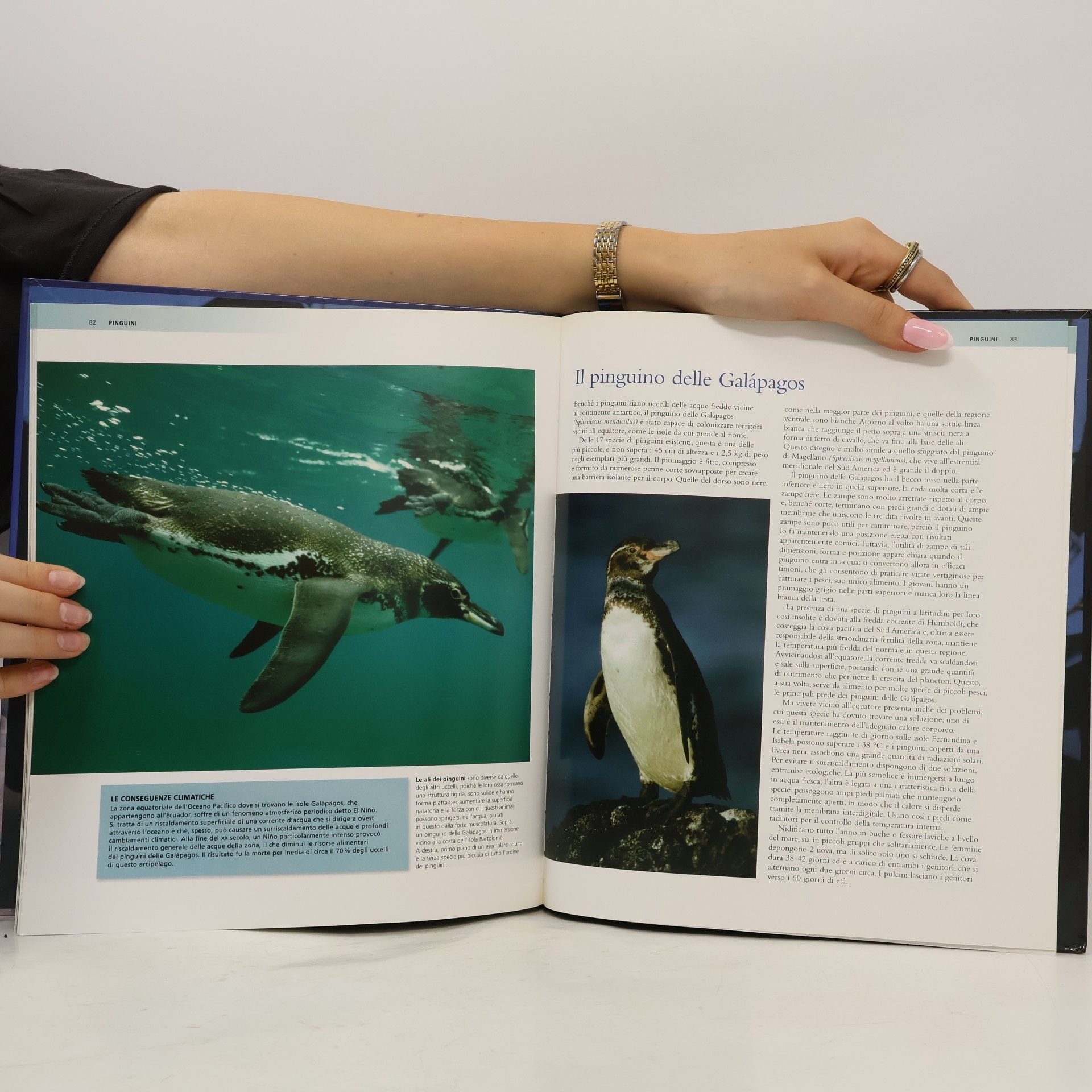Autorenkollektiv Animali uccelli I.
