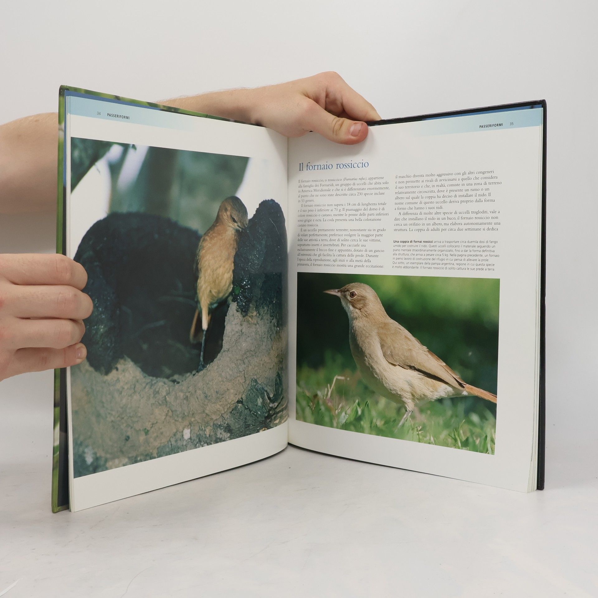 Autorenkollektiv Animali uccelli IV.