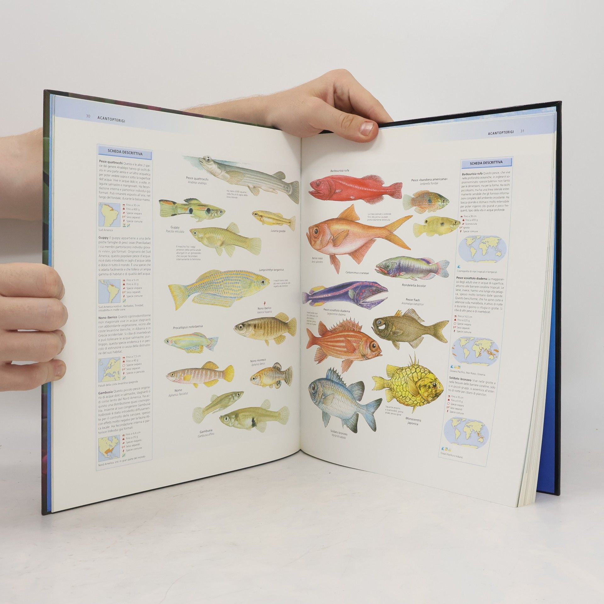 AA.VV.  National Geographic. Enciclopedia degli animali: Pesci IV.