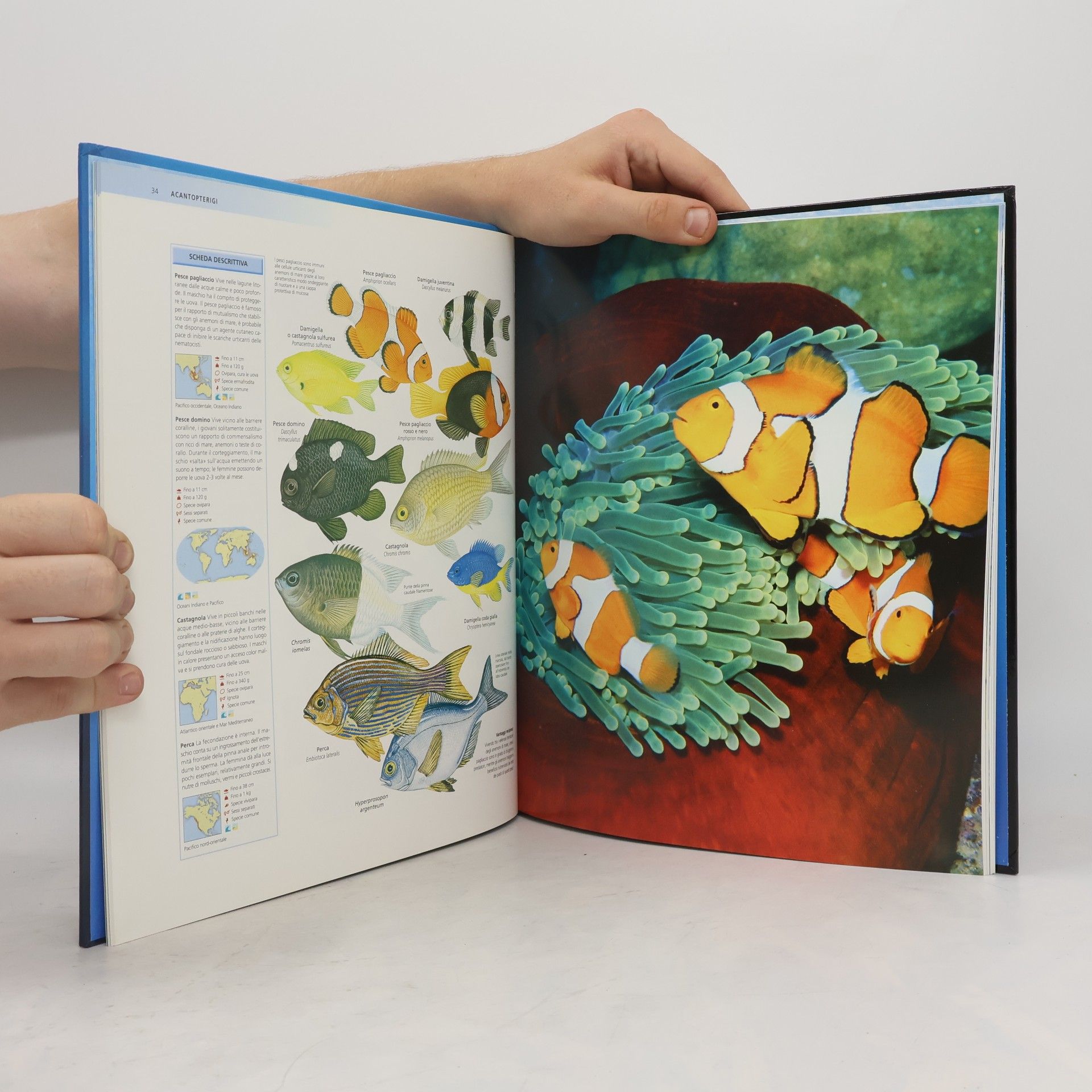 Autorenkollektiv Enciclopedia degli animali - Pesci V.