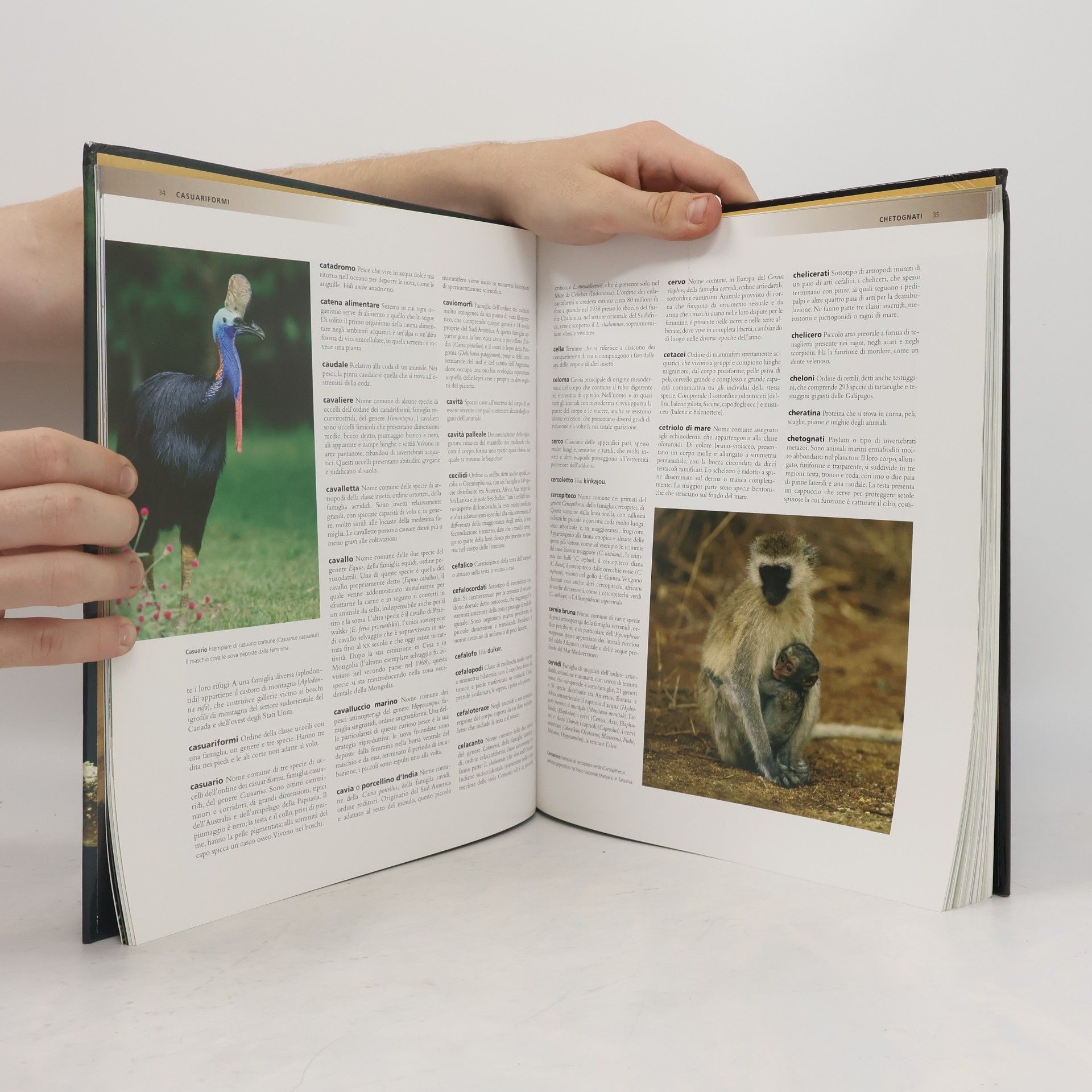 Autorenkollektiv Enciclopedia degli animali. Dizionario/Indice. 21