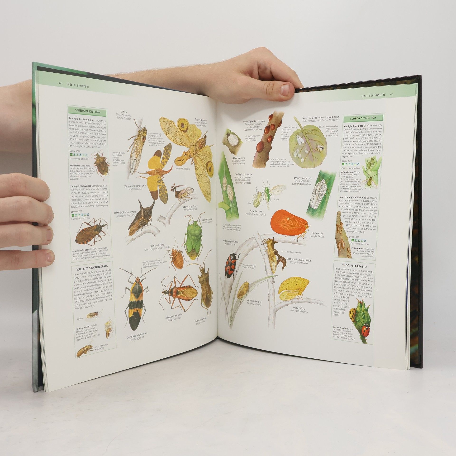 Various authors Enciclopedia degli animali 20: Invertebrati II