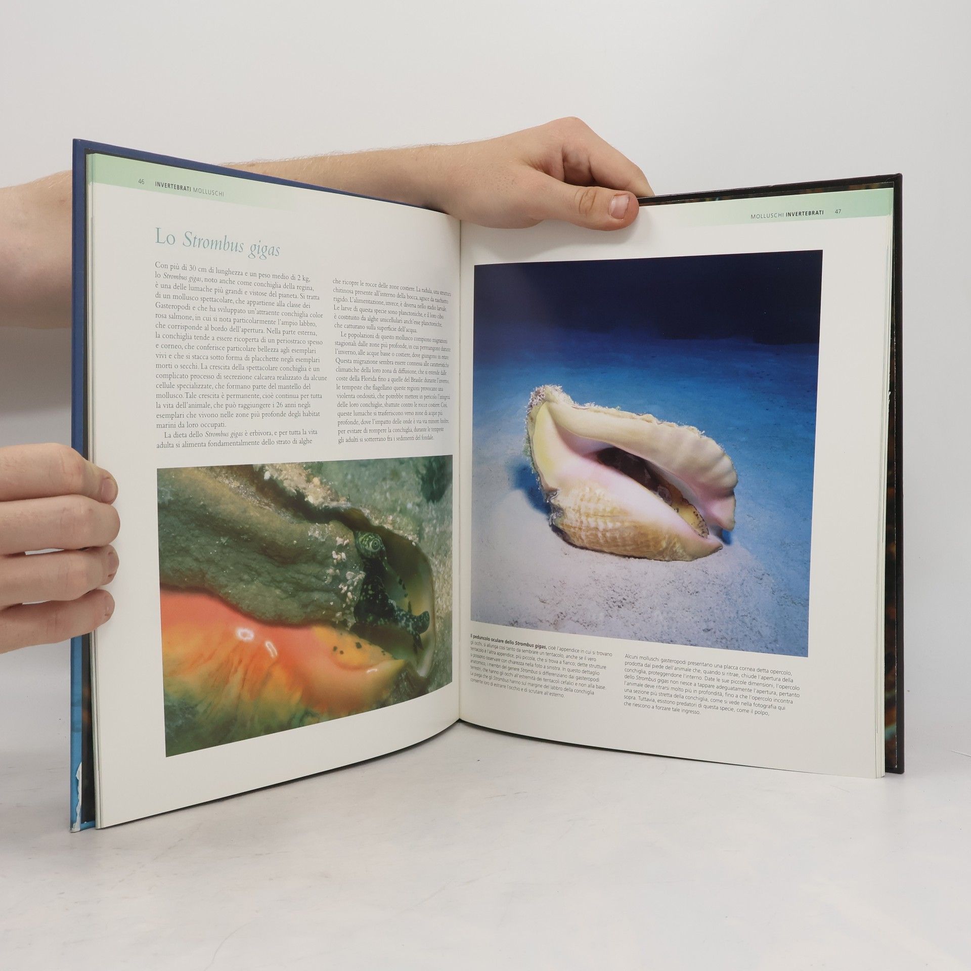 Autorenkollektiv National Geographic. Enciclopedia degli Animali Invertebrati I