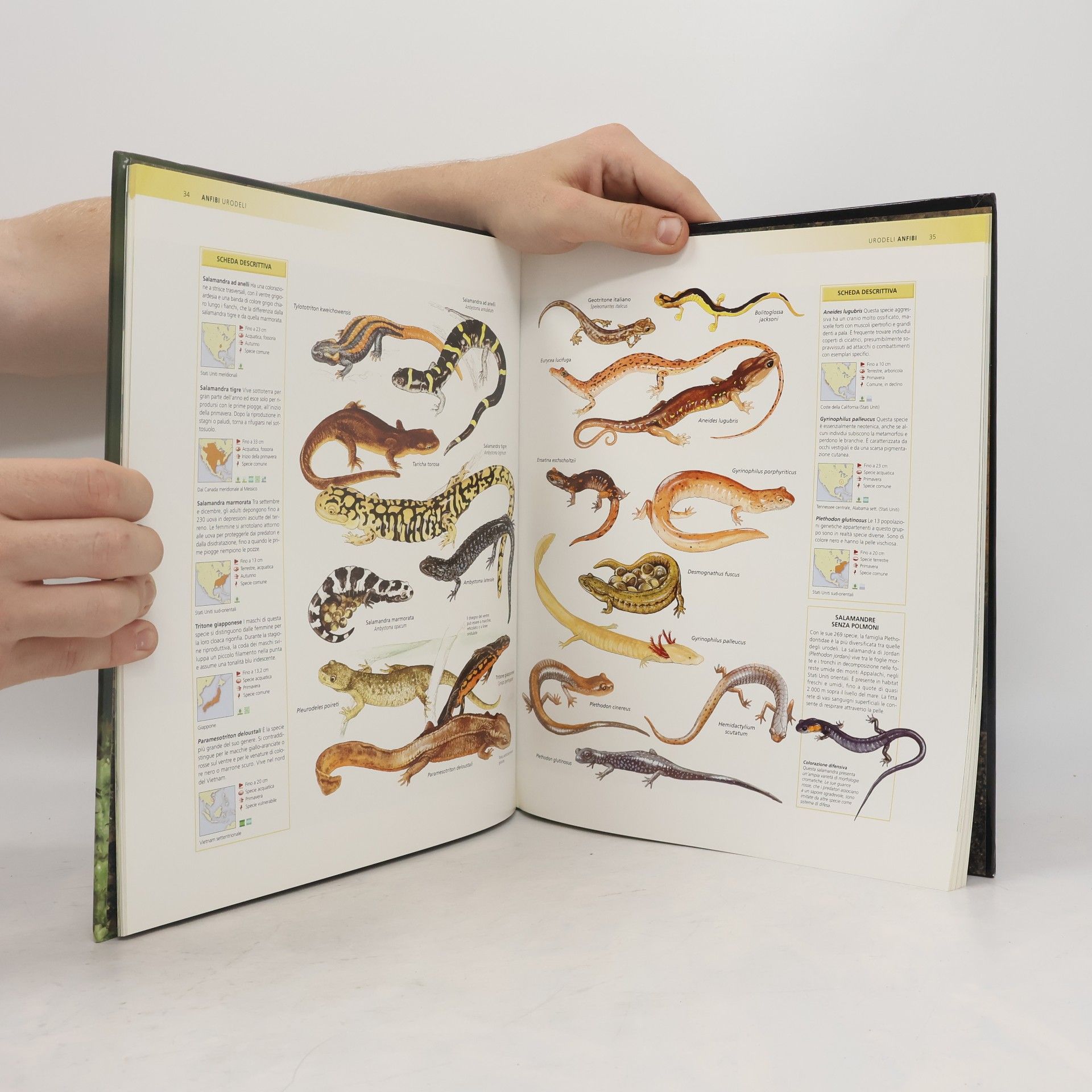 Autorenkollektiv Enciclopedia degli animali 18: Anfibi