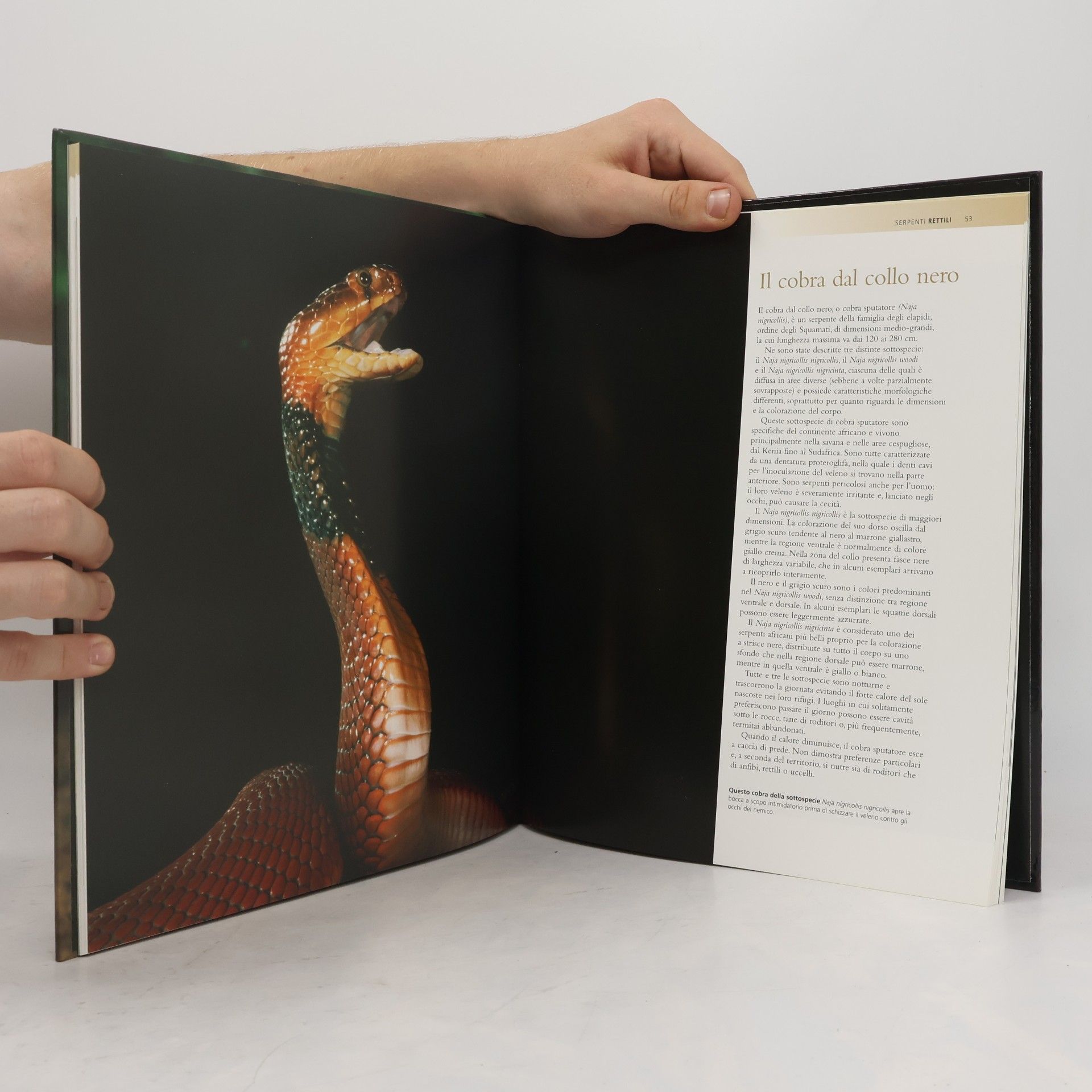 Autorenkollektiv National Geographic. Animali uccelli Rettili II