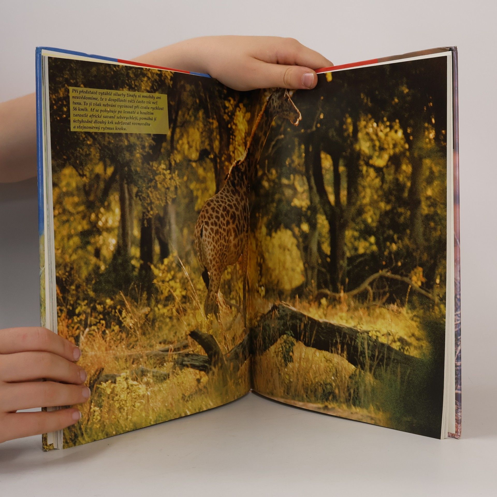 Autores varios Savany
