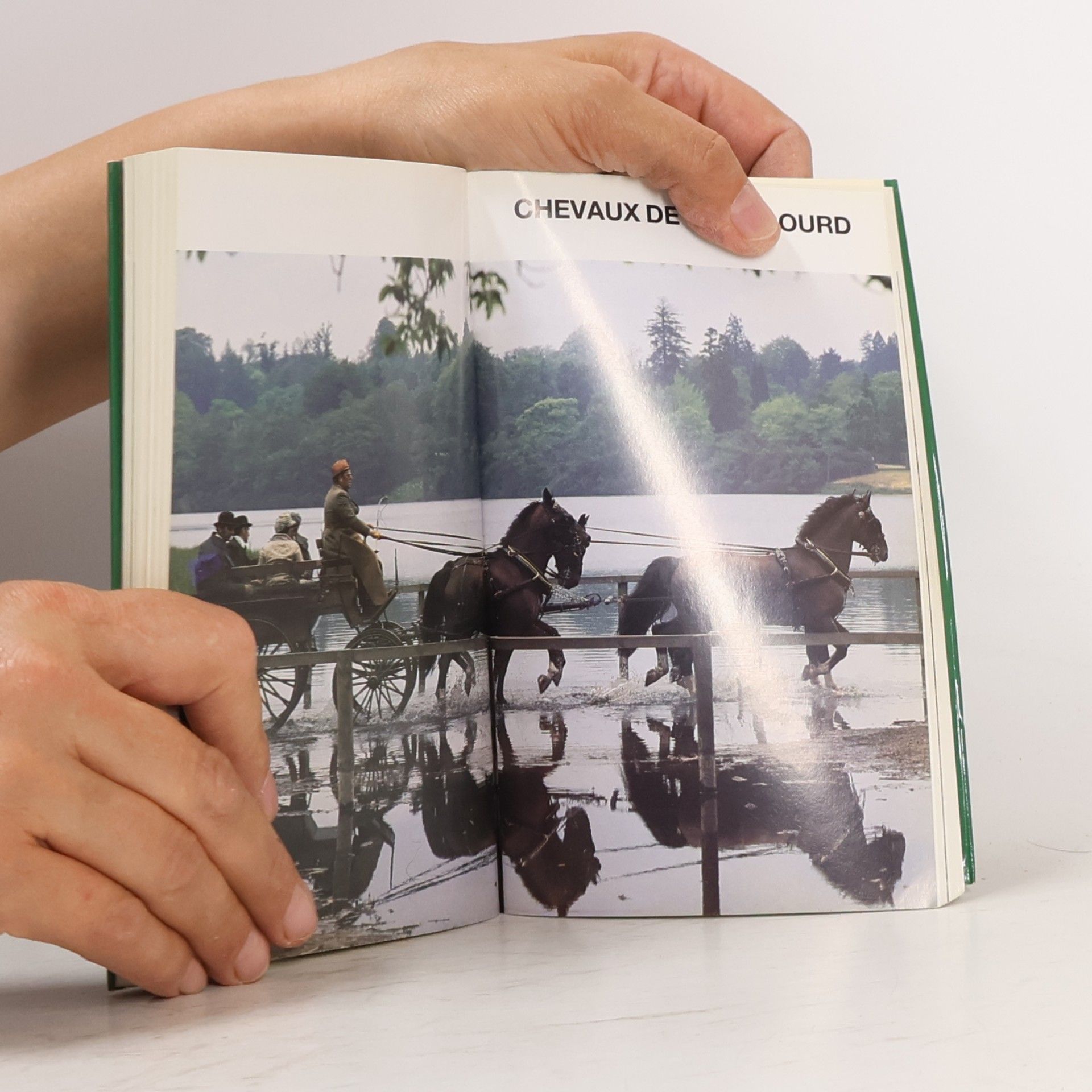 Maurizio Bongianni Les chevaux - Guide vert