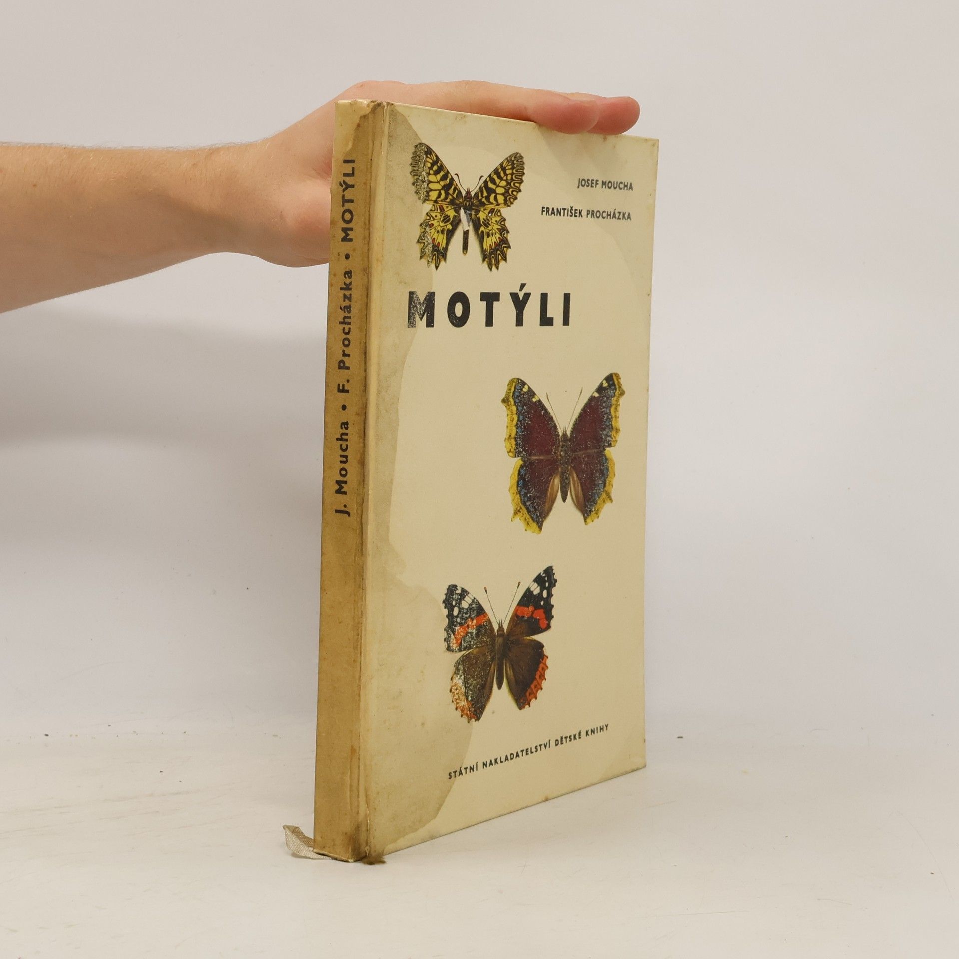 Motýli