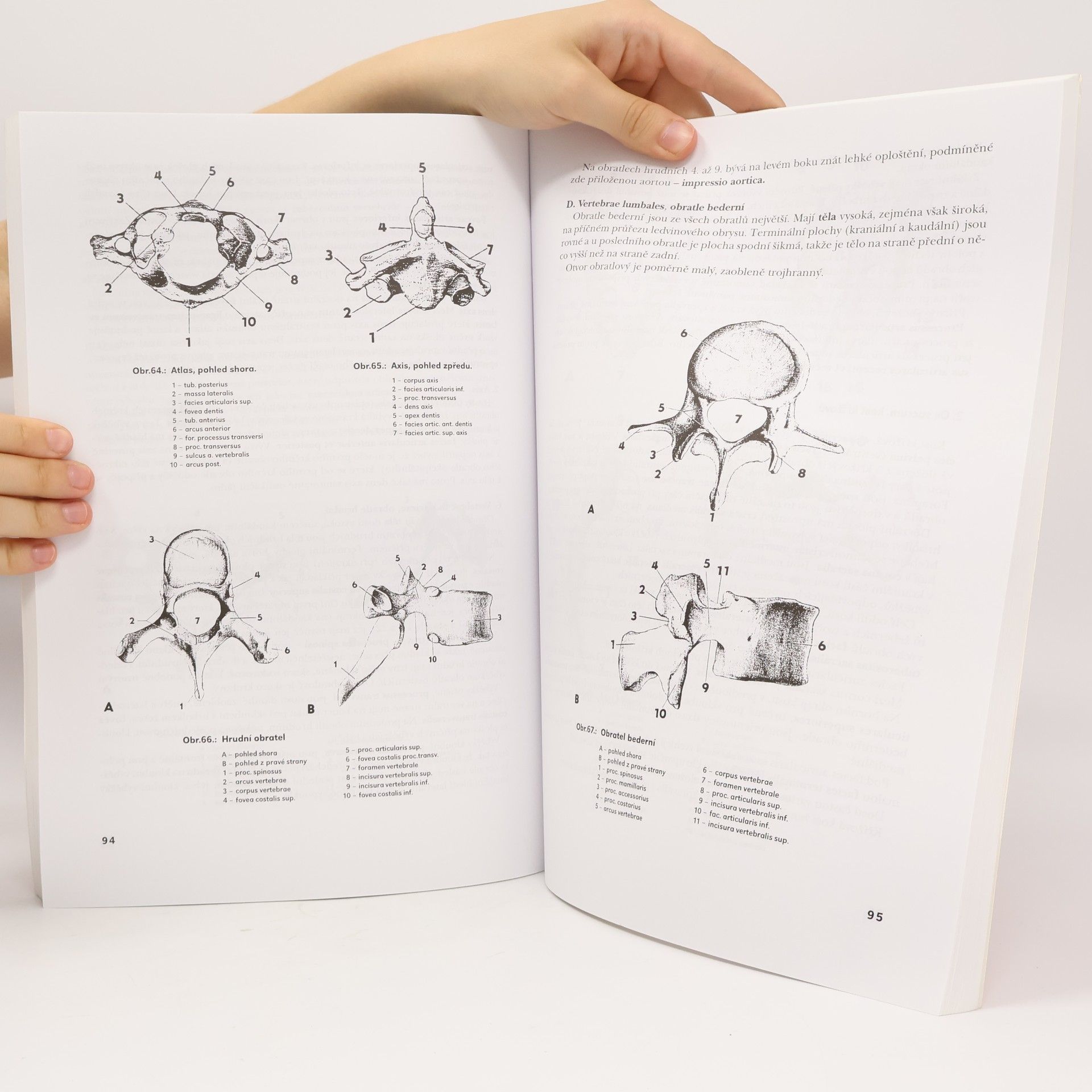 Olga Mrázková Systematická, topografická a klinická anatomie. III, Pohybový aparát hlavy a trupu