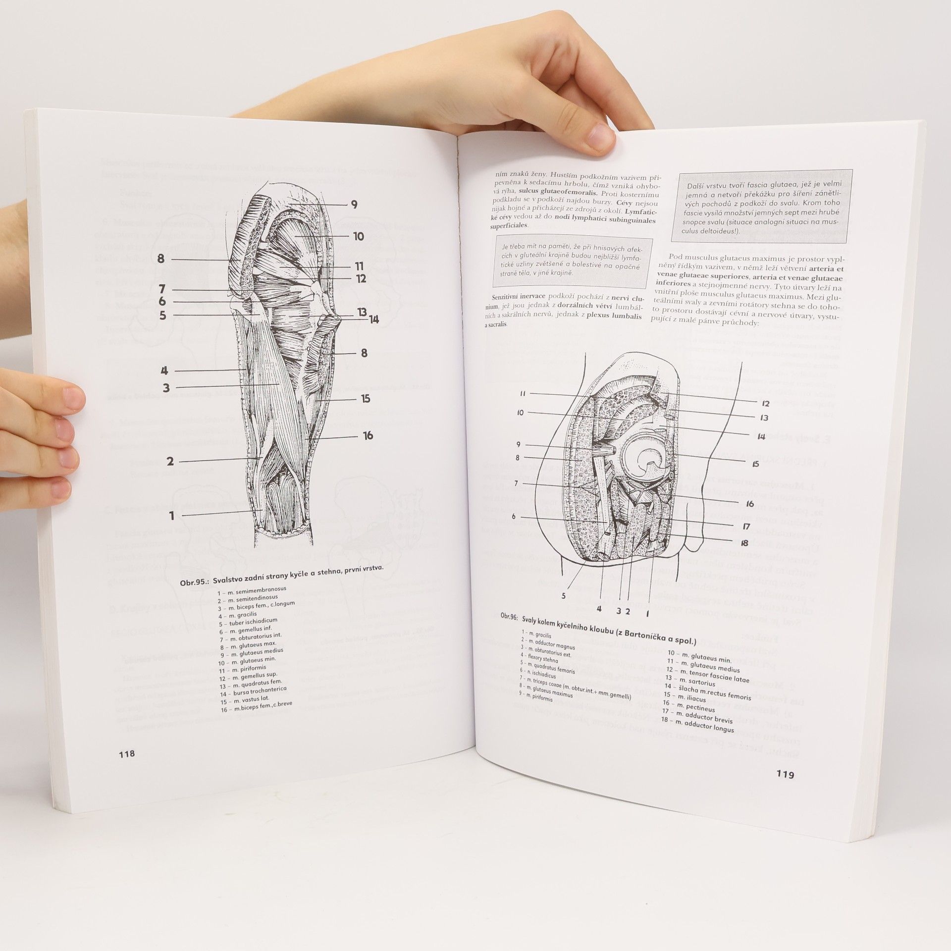 Milan Doskočil Anatomie II. - Pohybový aparát končetin