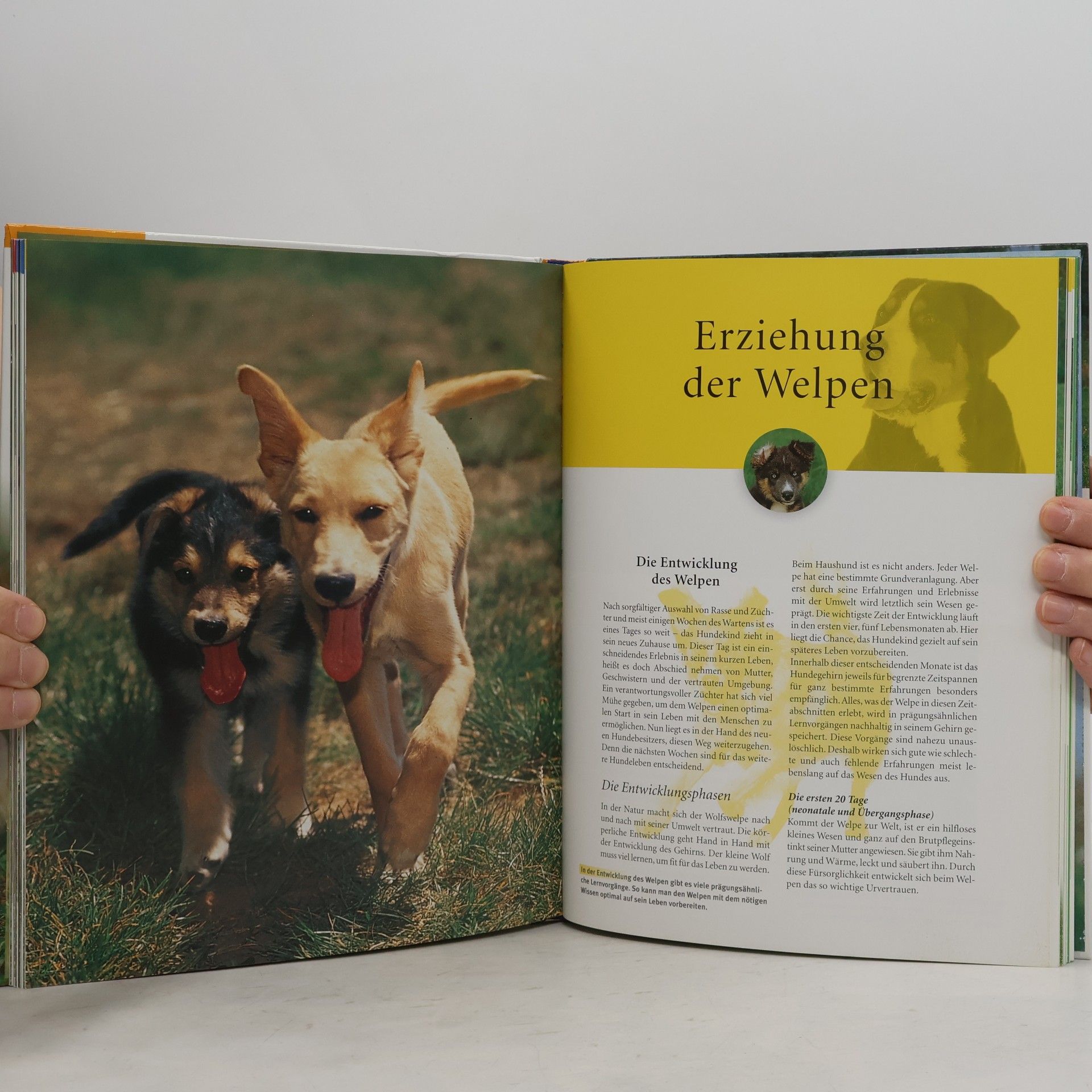 Katharina Schleg Kofler Hundeschule für jeden Tag