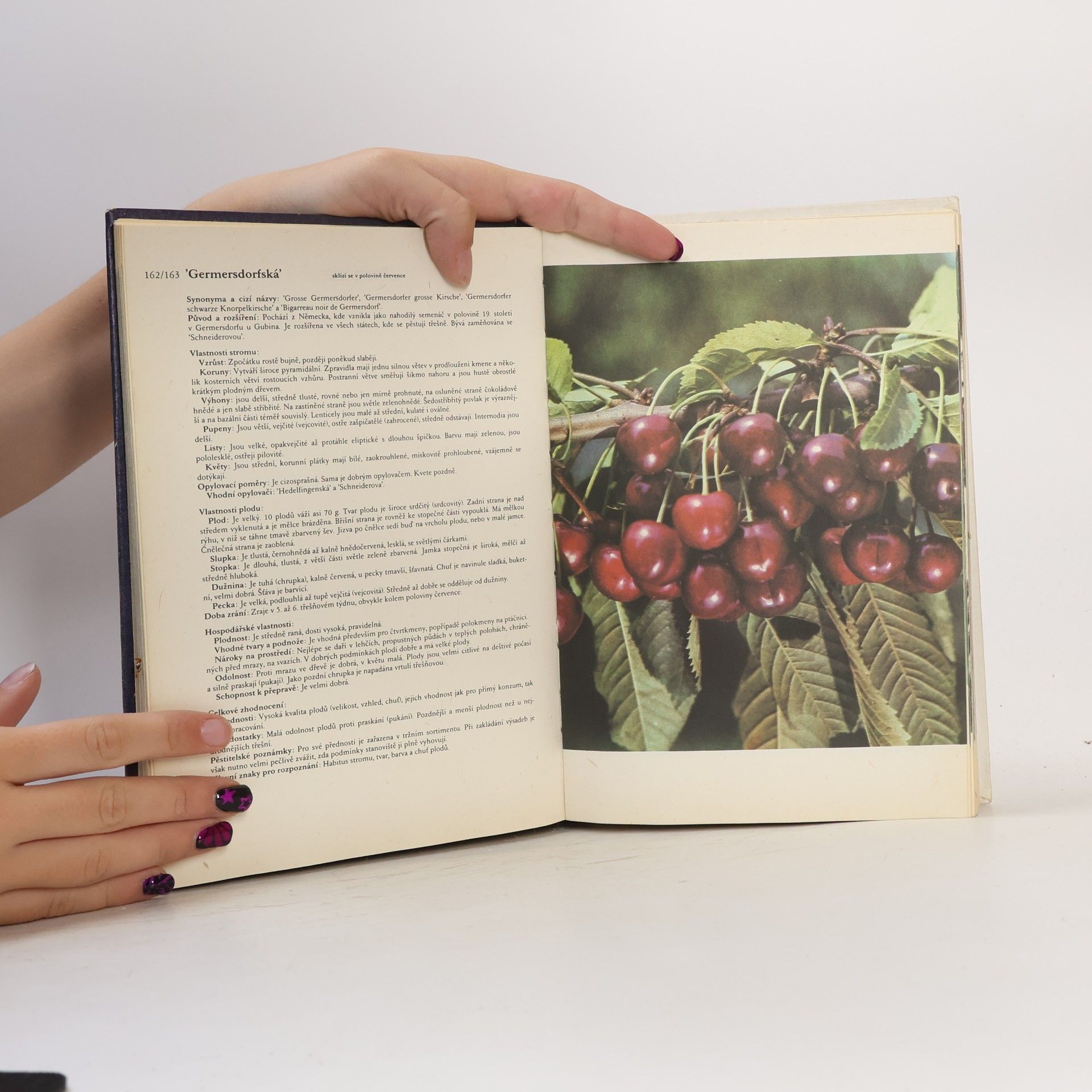 Antonín Dvořák Atlas odrůd ovoce
