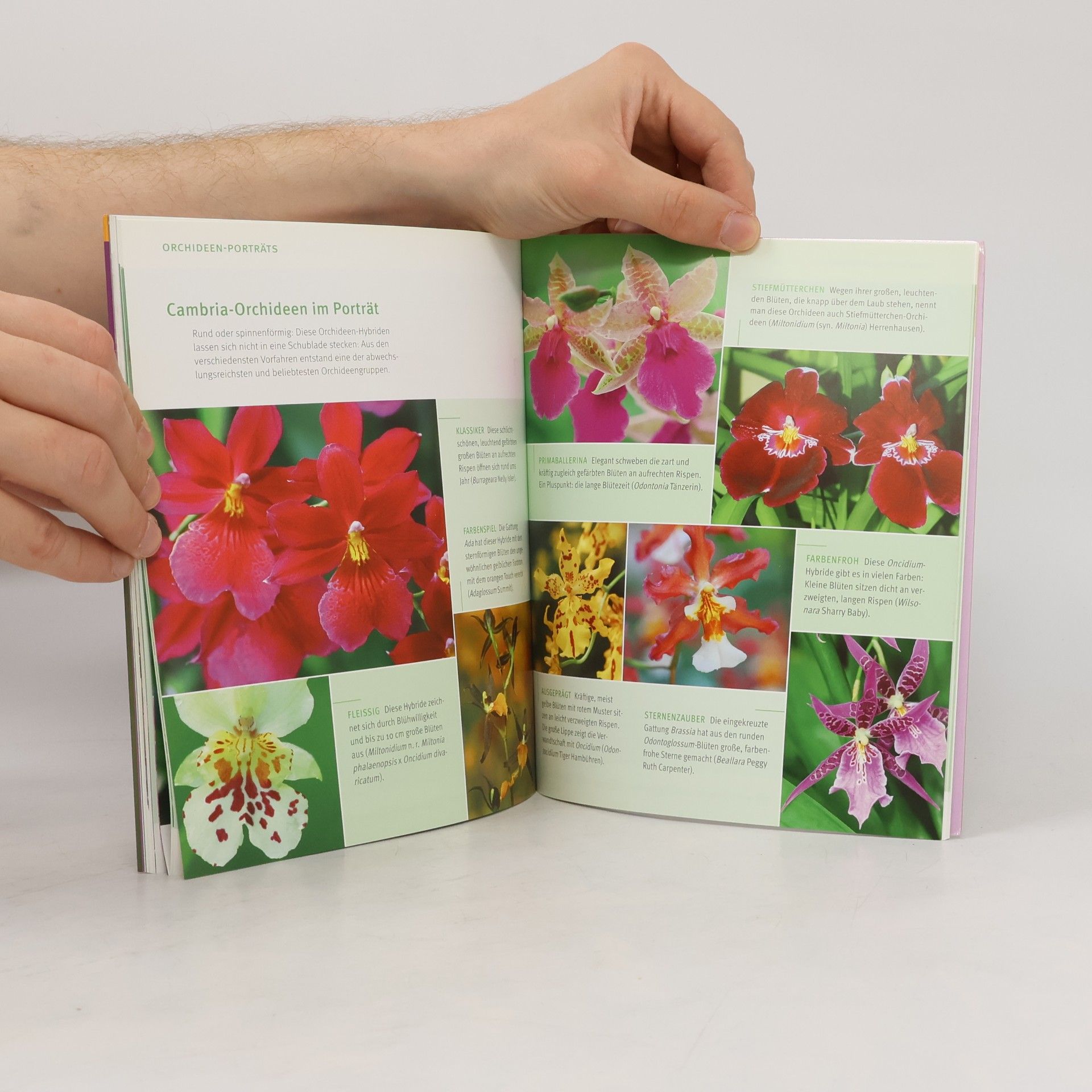 Frank Rolke Orchideen