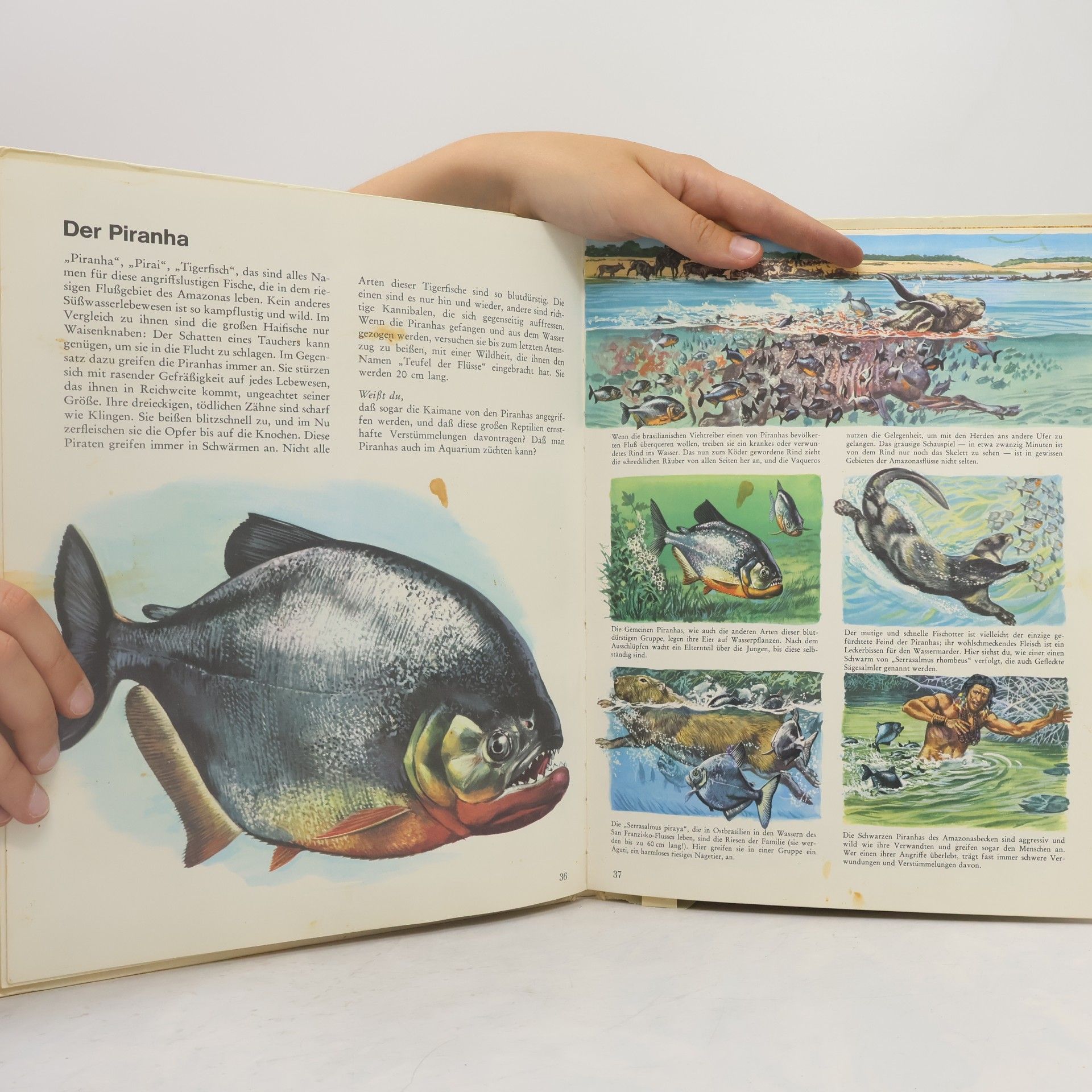 Various authors Bunter Kinder-Kosmos