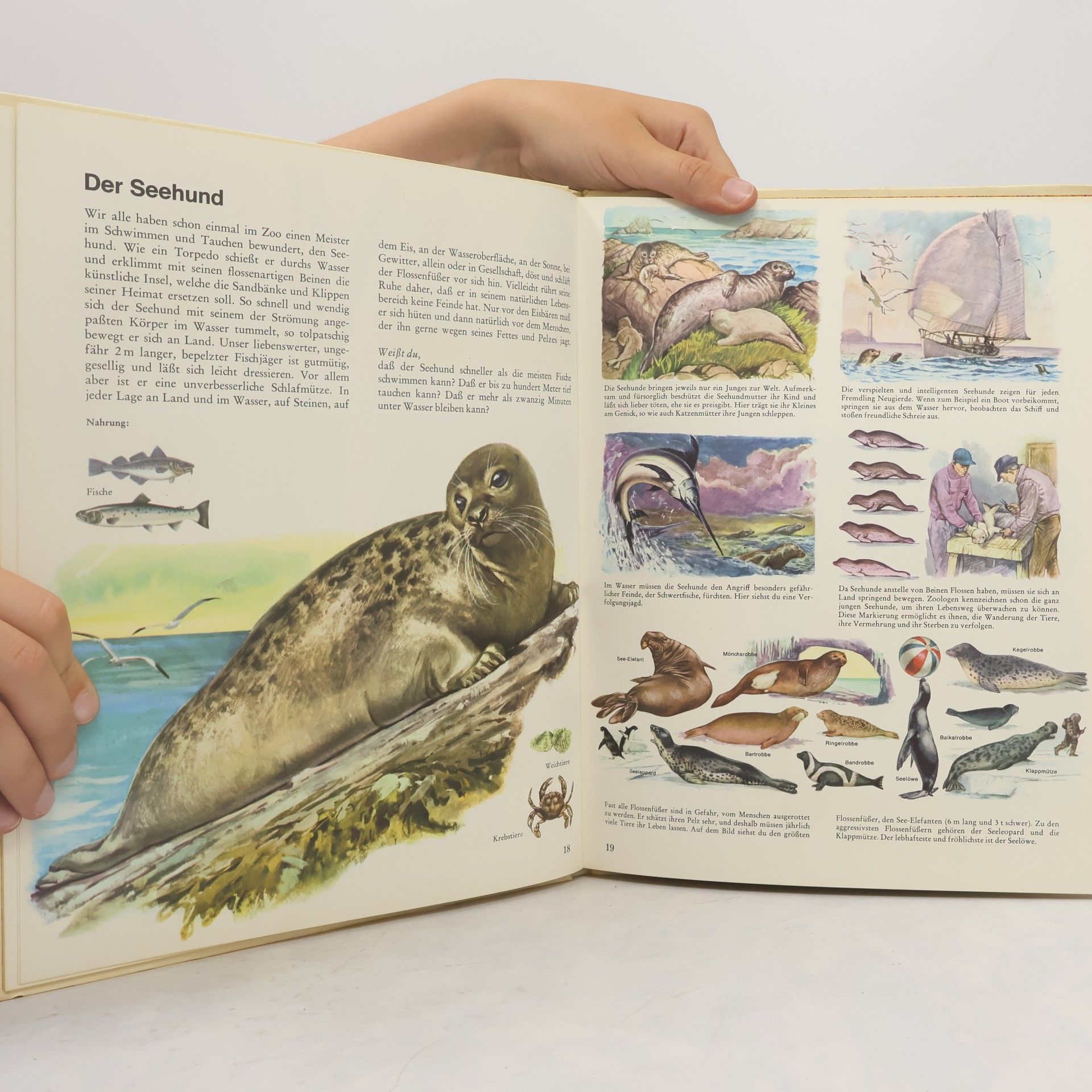 Rinaldo D. D'Ami Bunter Kinder-Kosmos. Tiere an Strand und Küste
