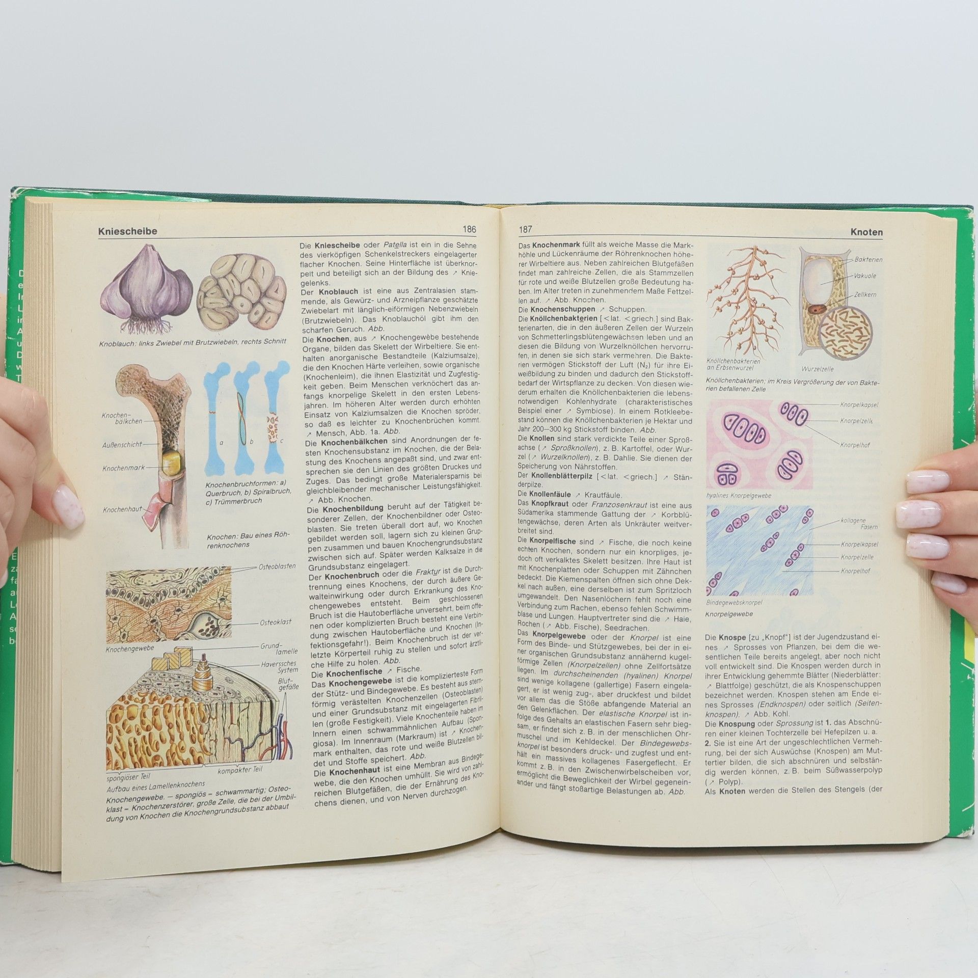 Collectif d'auteurs Biologie Jugendlexikon
