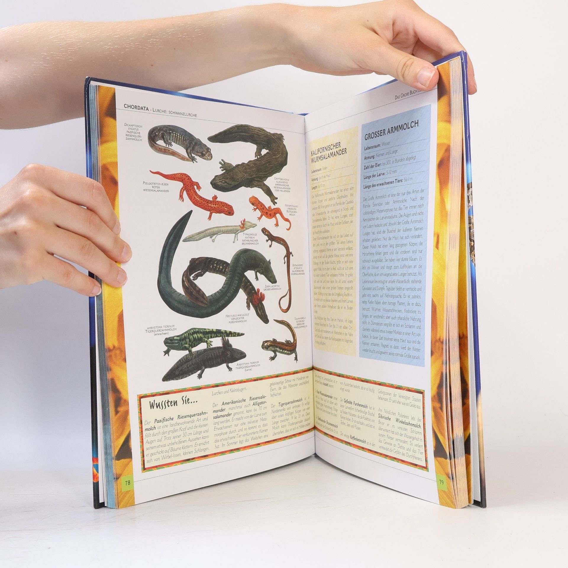 Daniela Majerna Das große Buch der Tiere