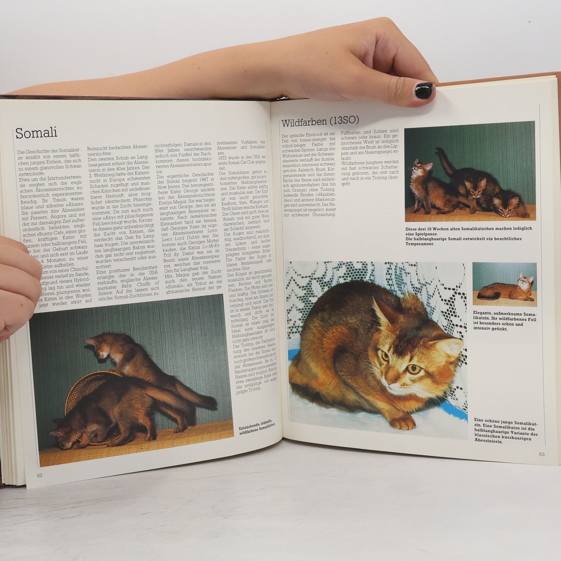 Bärbel Gerber Das große Buch der Katzen