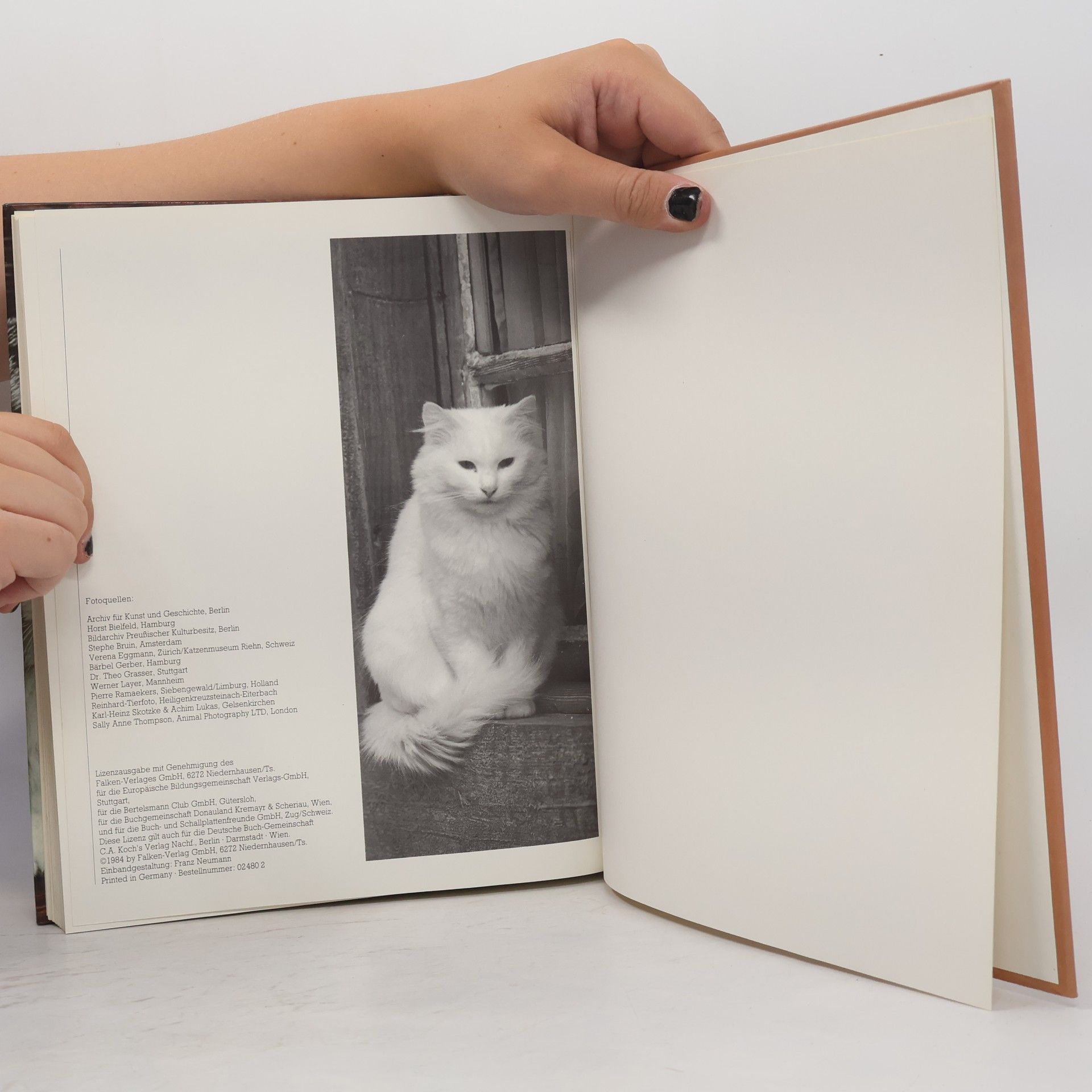 Bärbel Gerber Das große Buch der Katzen