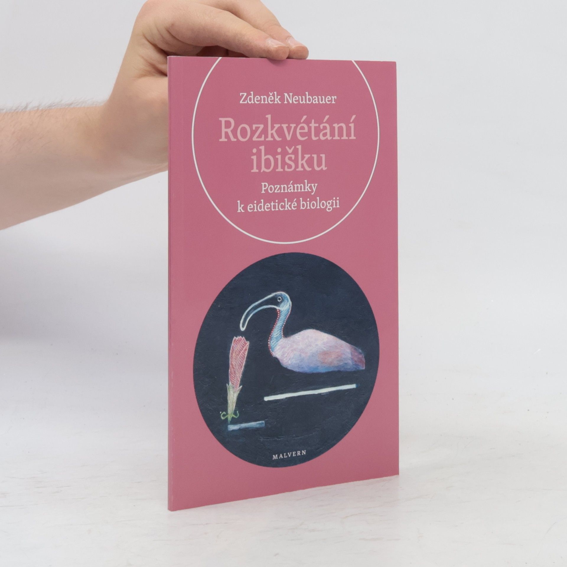 Rozkvétání ibišku. Poznámky k eidetické biologii