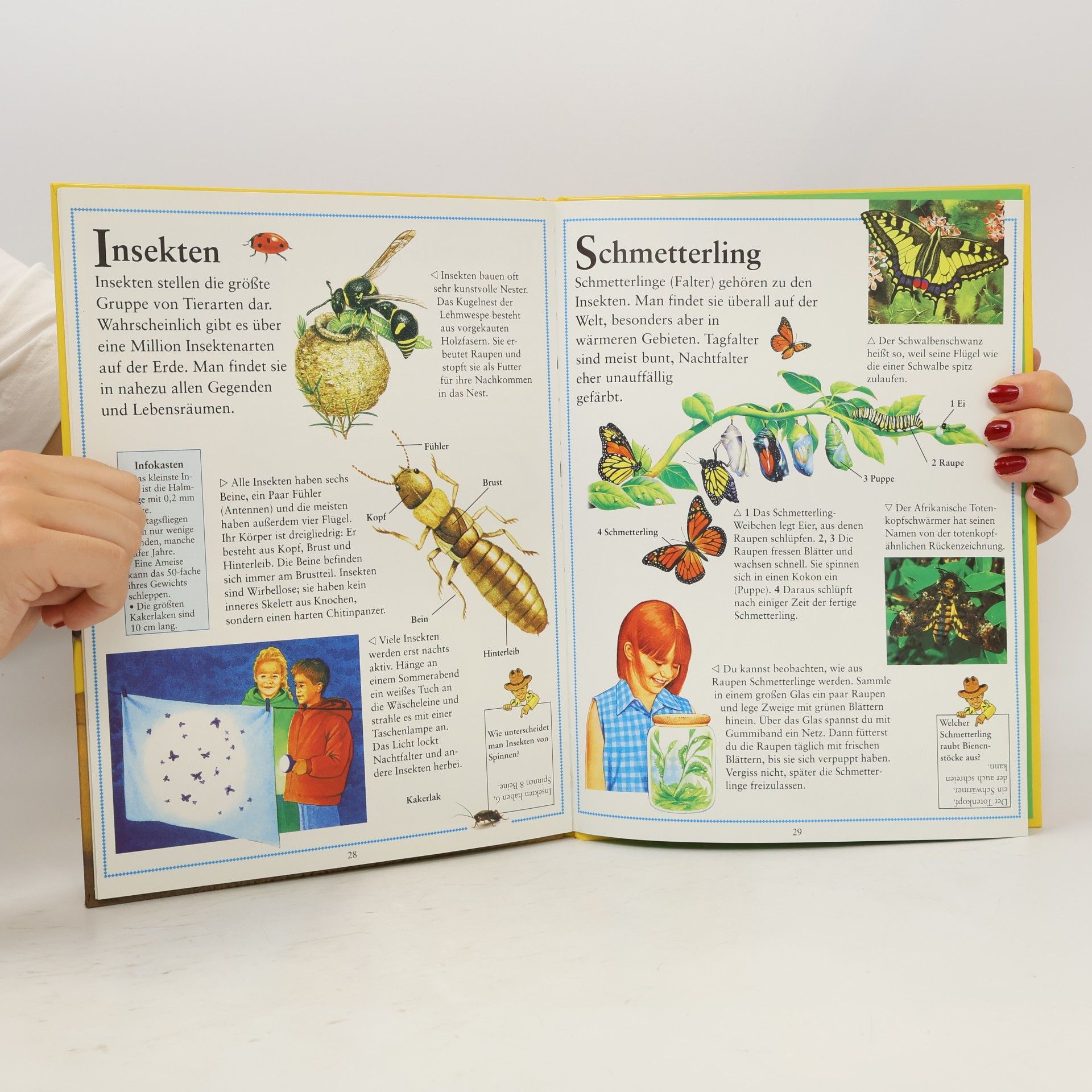 Autorenkollektiv Dr. Pfiffikus Kinderwissen Tiere