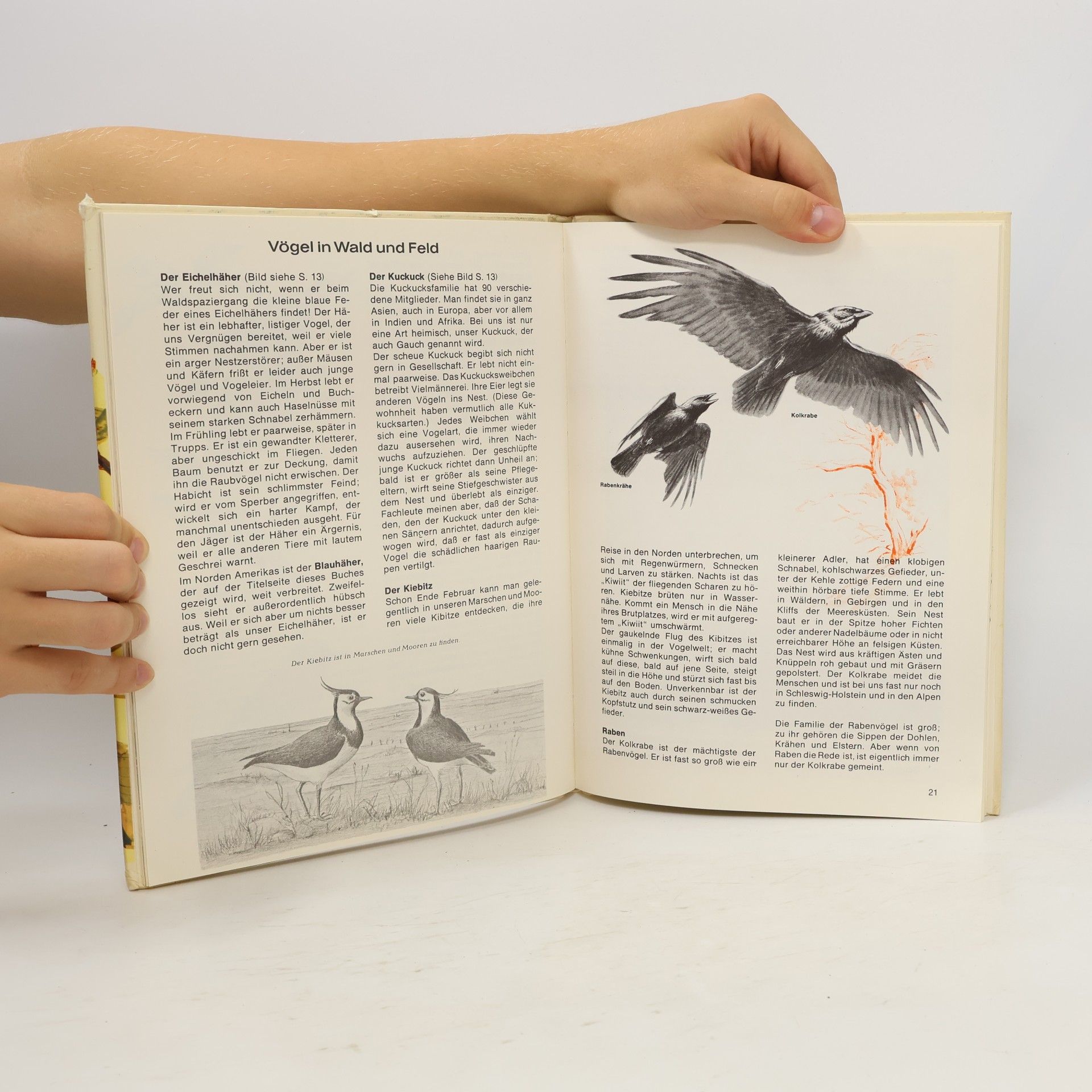 Autorenkollektiv Was ist Was 40. Vögel