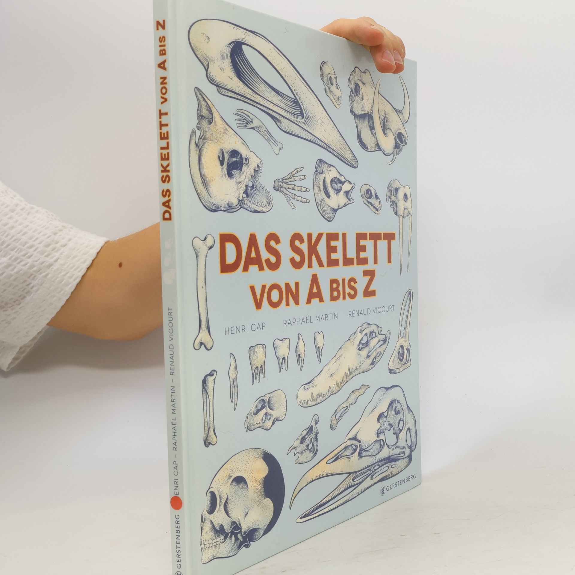 Das Skelett von A bis Z