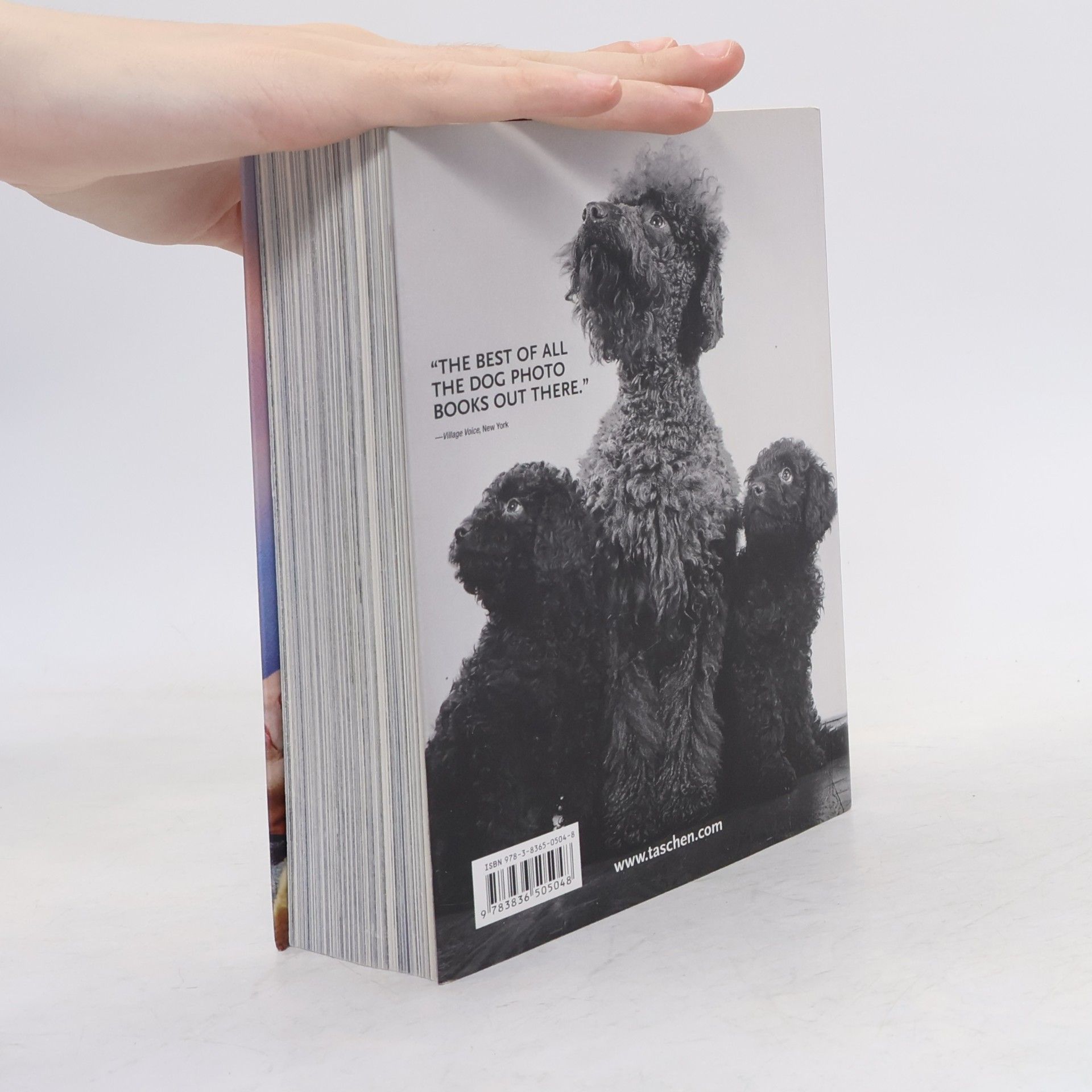 Raymond Merritt A Thousand Dogs