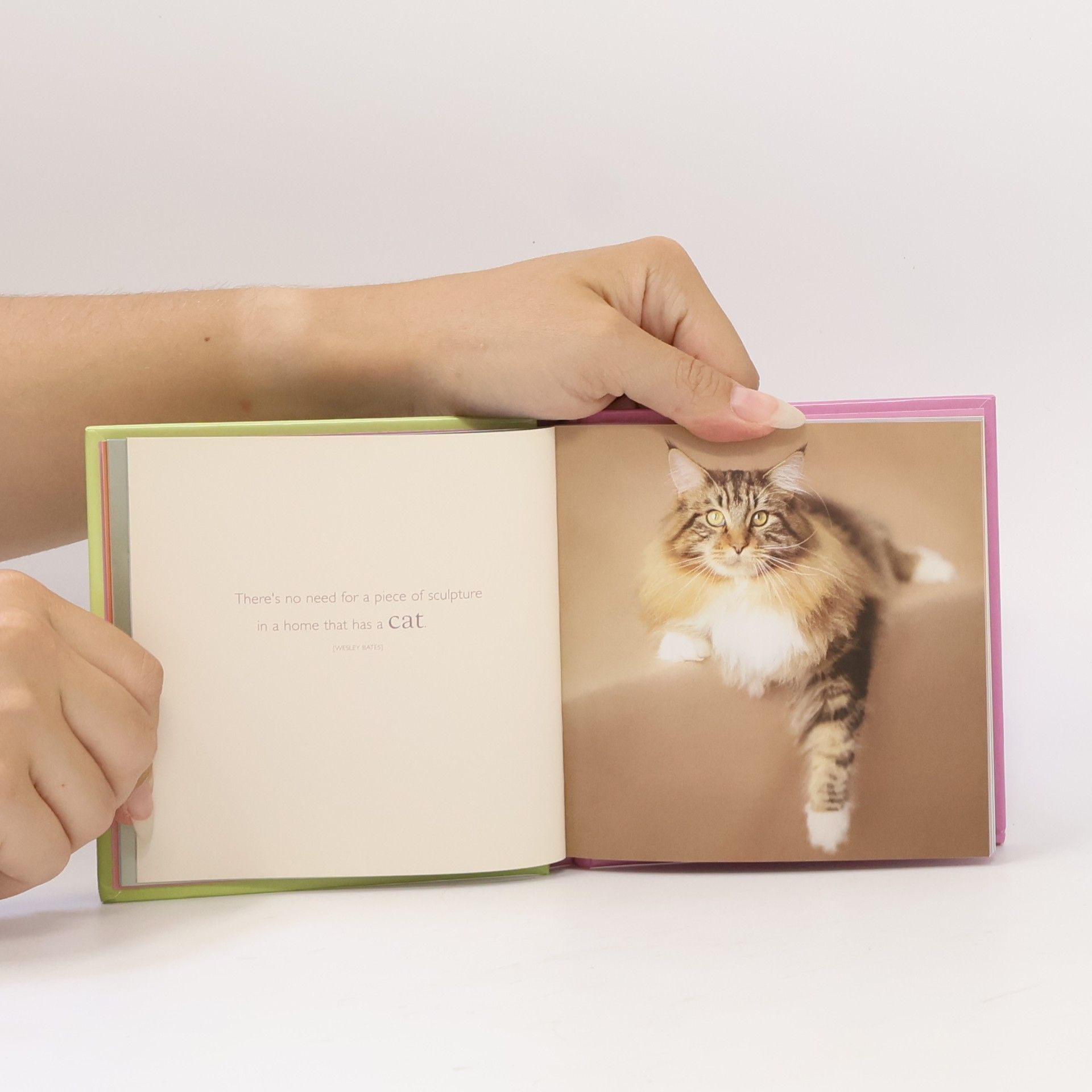 Rachael McKenna There Are No Ordinary Cats.