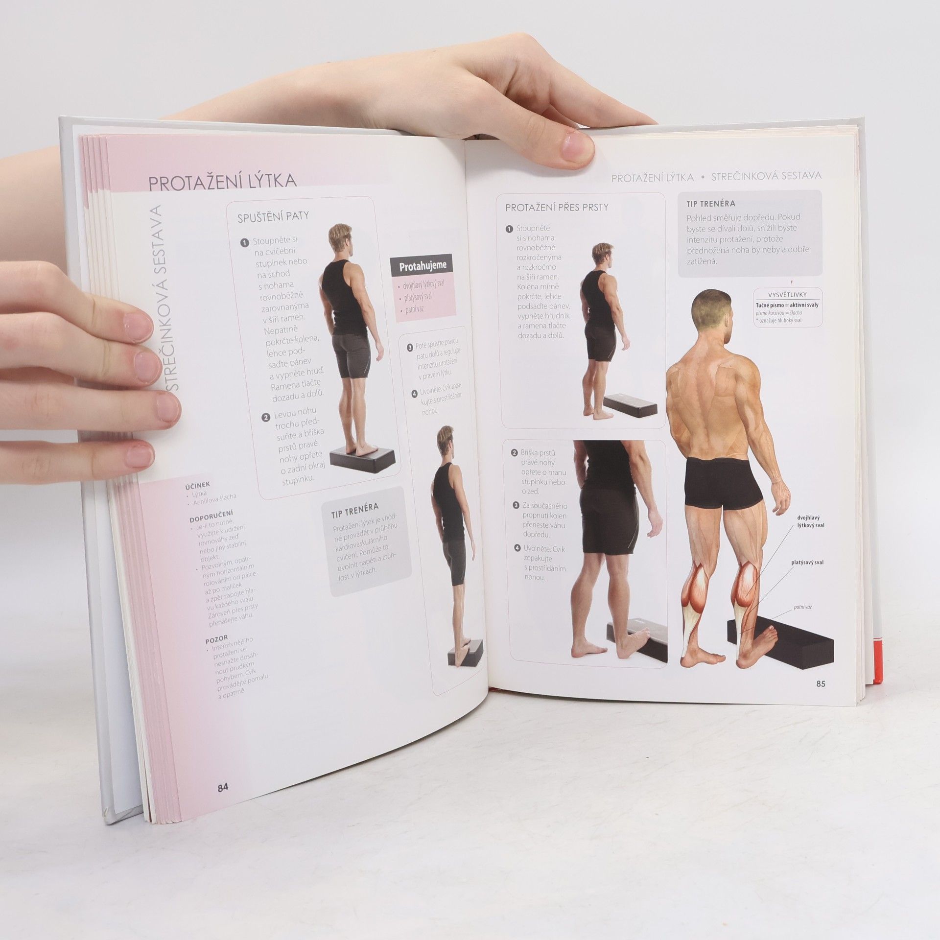 Craig Ramsay Strečink - anatomie