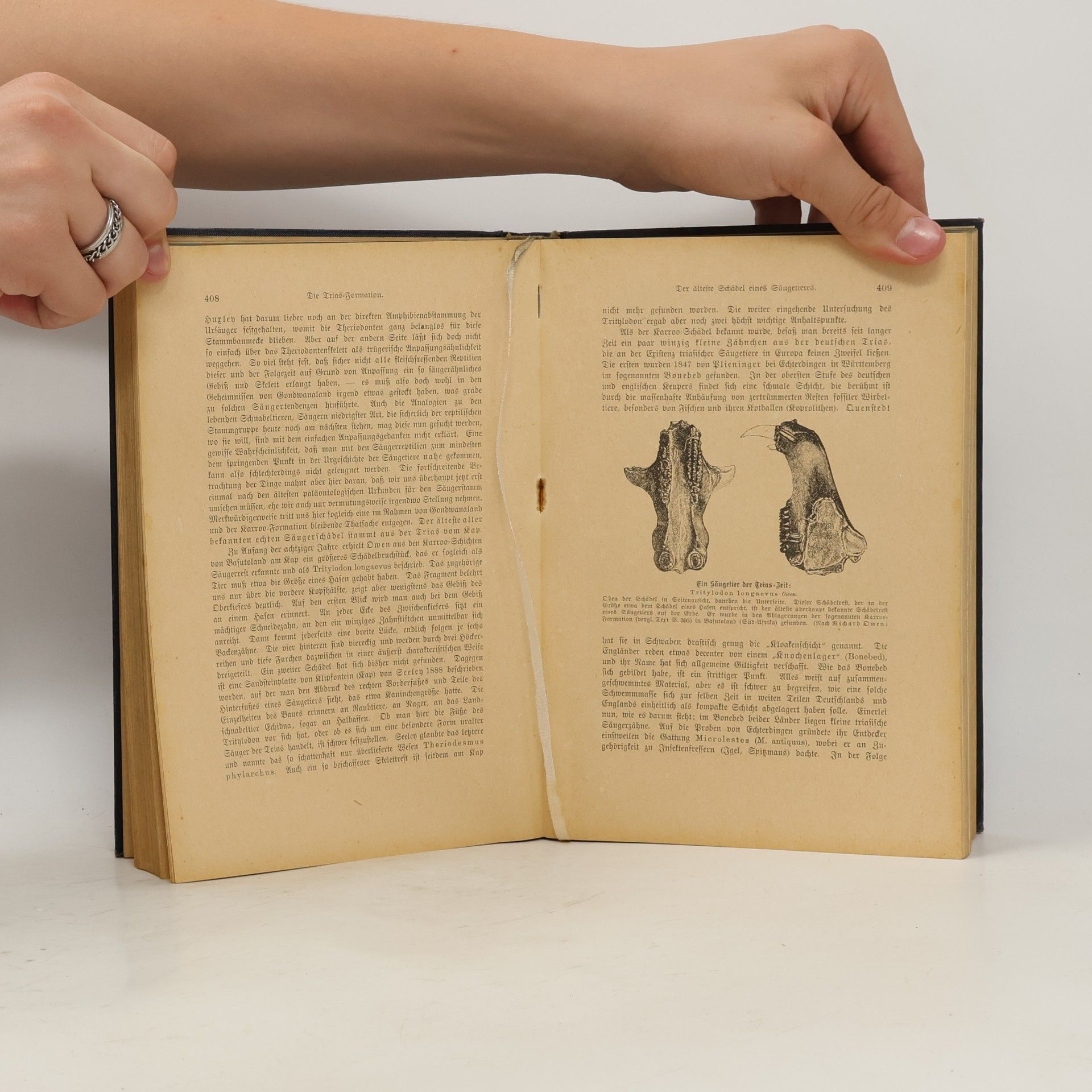 Wilhelm Bölsche Entwickelungsgeschichte der Natur II