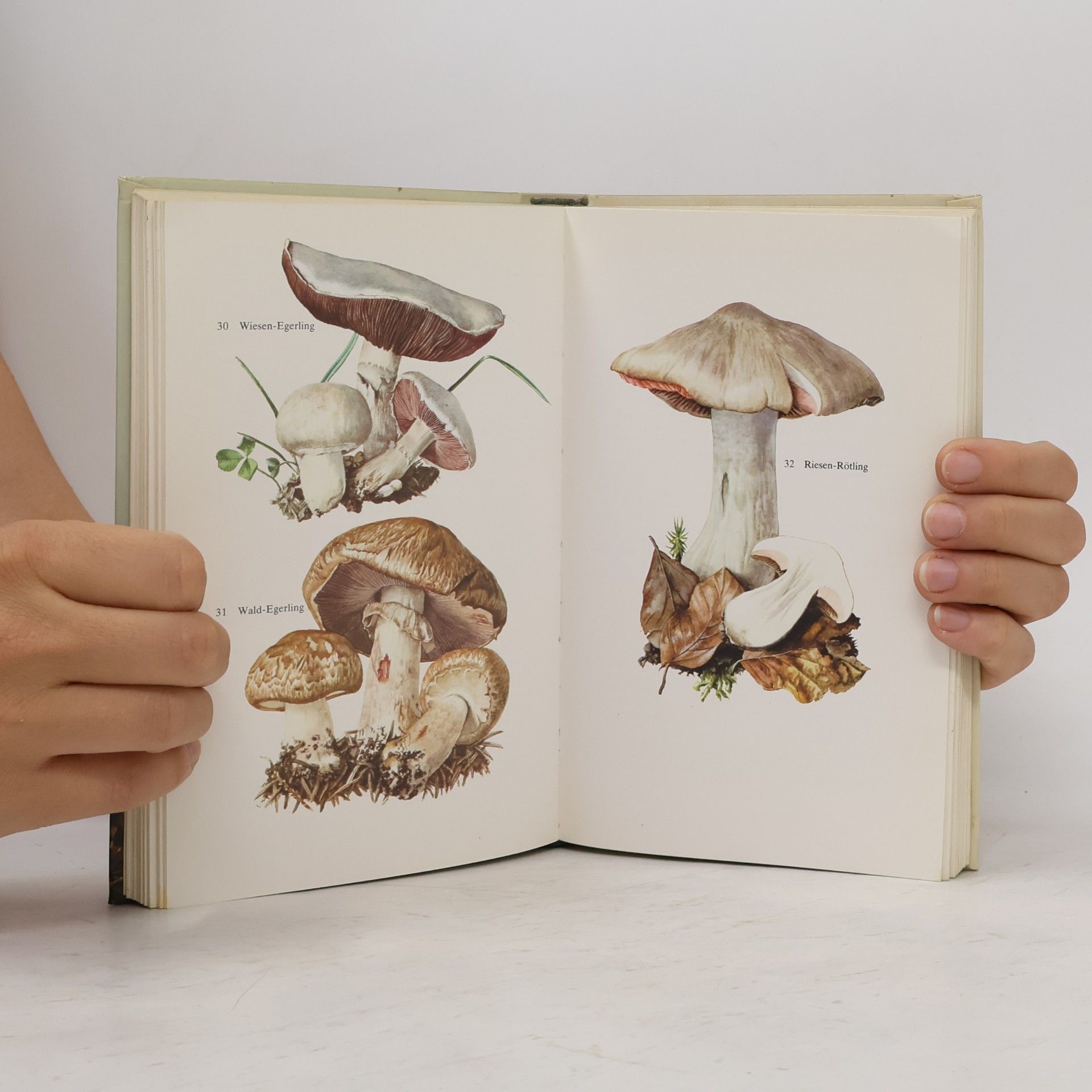 Linus Zeitlmayr Knaurs Pilzbuch