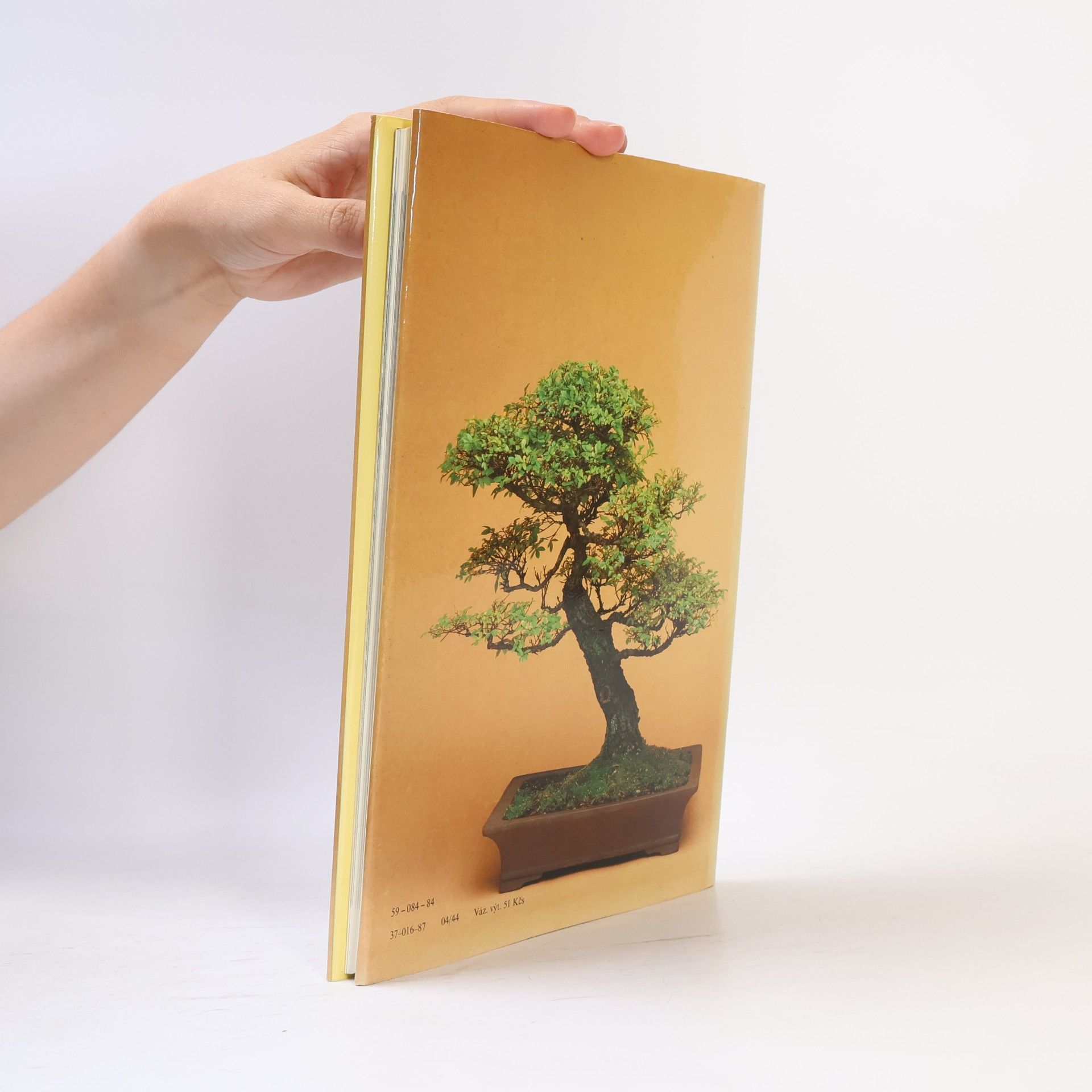Christine Stewart Bonsai
