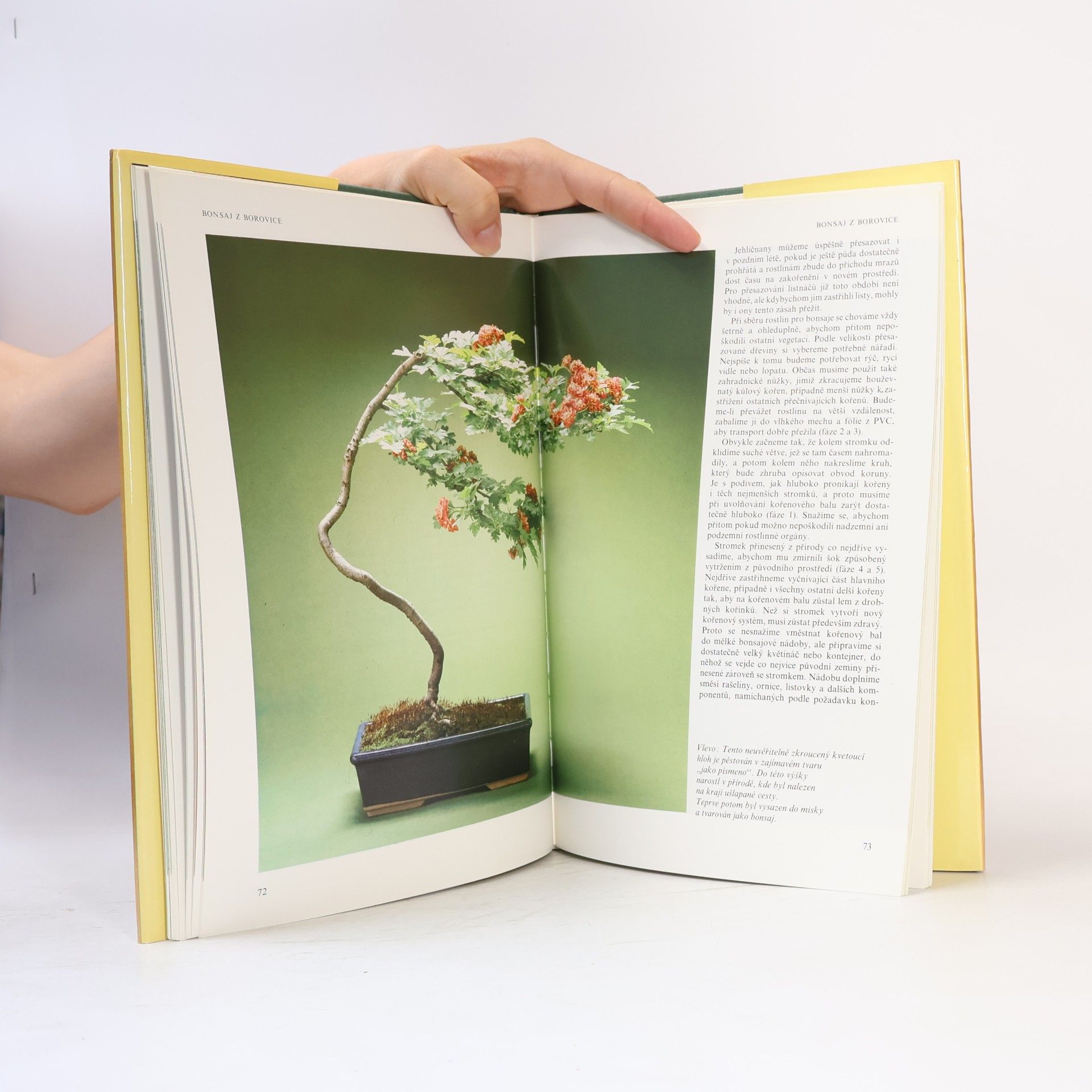 Christine Stewart Bonsai