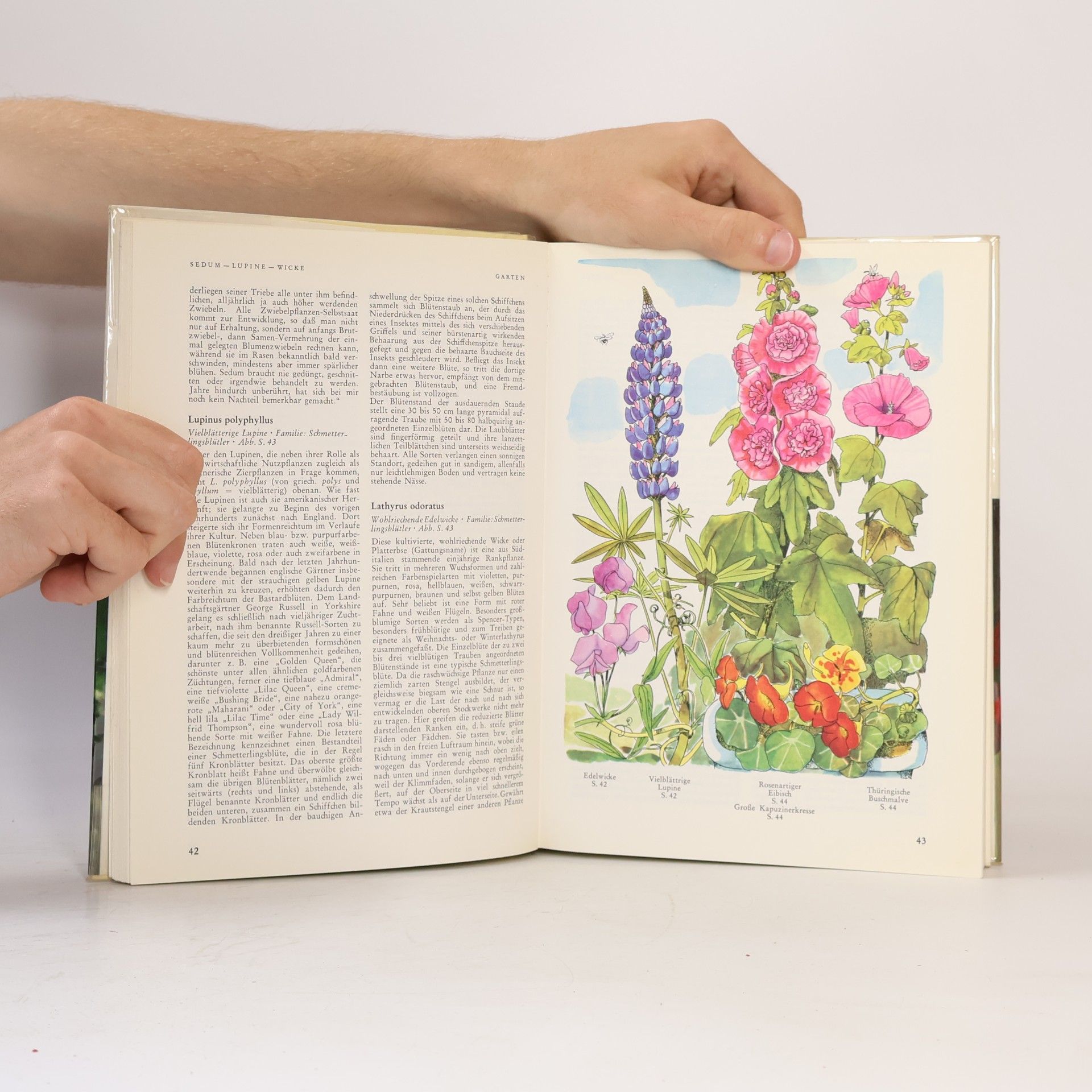 Hans Wolfgang Behm  Die Flora um uns