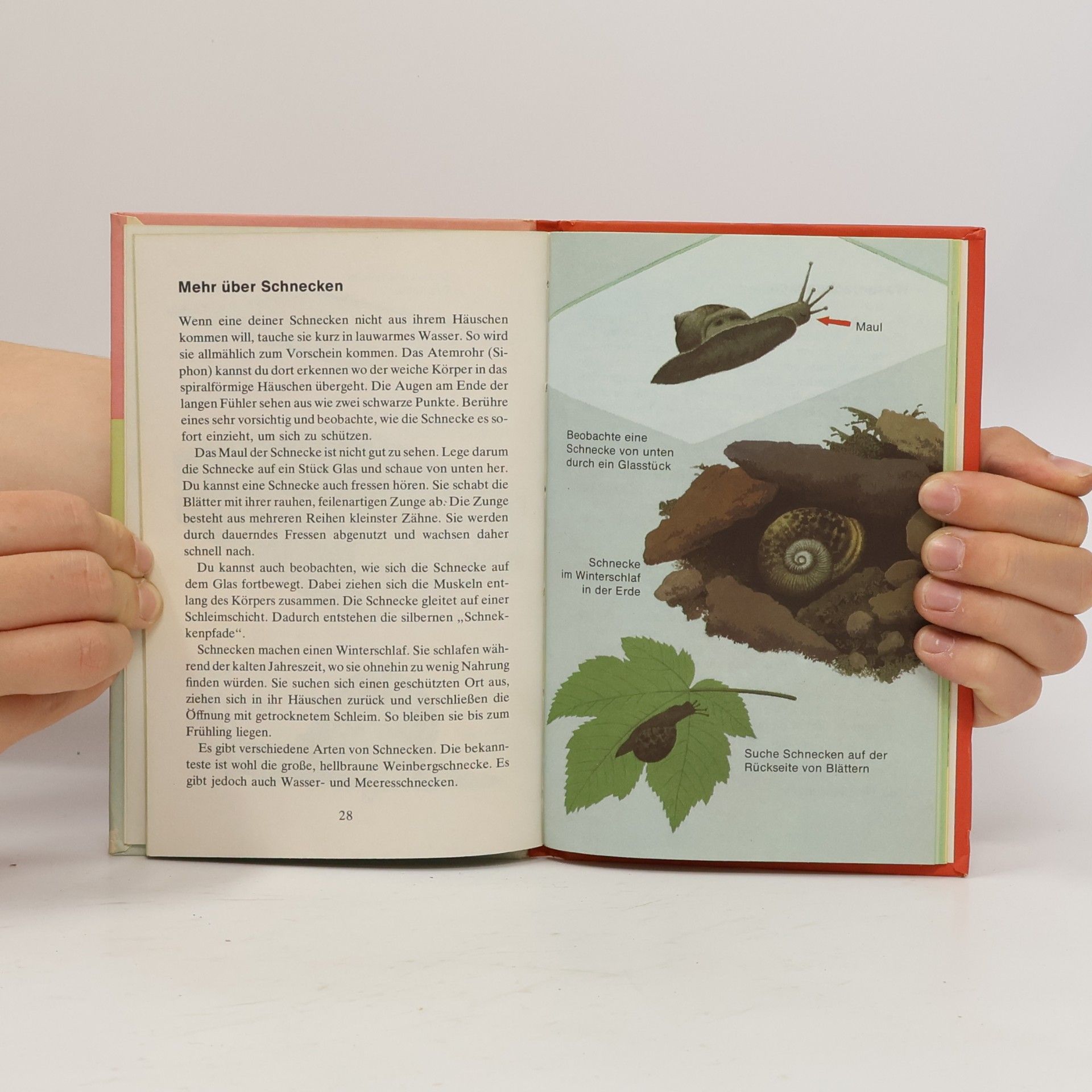 Autorenkollektiv Wissenswertes über Insekten und Kleintiere