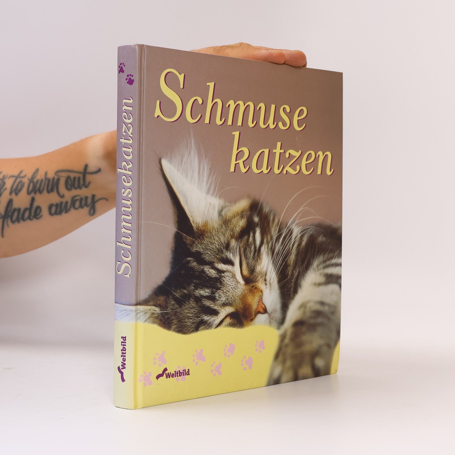 Schmuse katzen