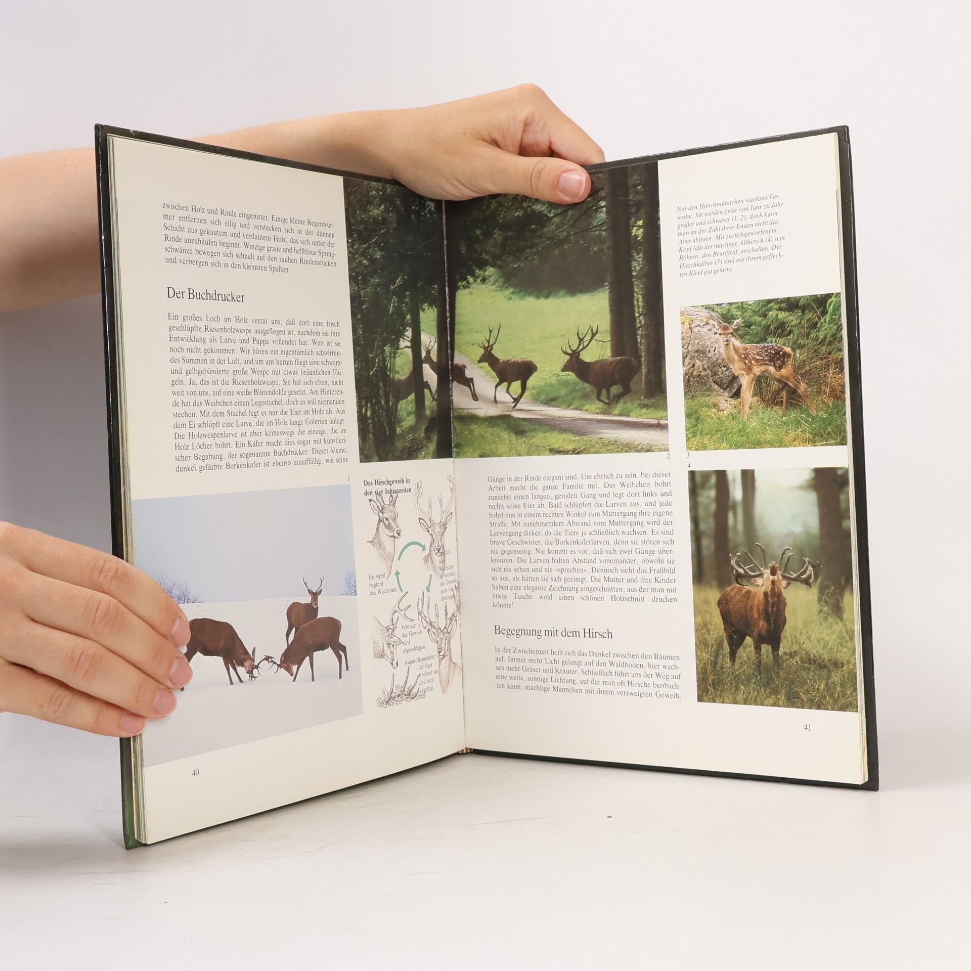 Maria Pia Minelli Der Hirsch und die Tierwelt Europas