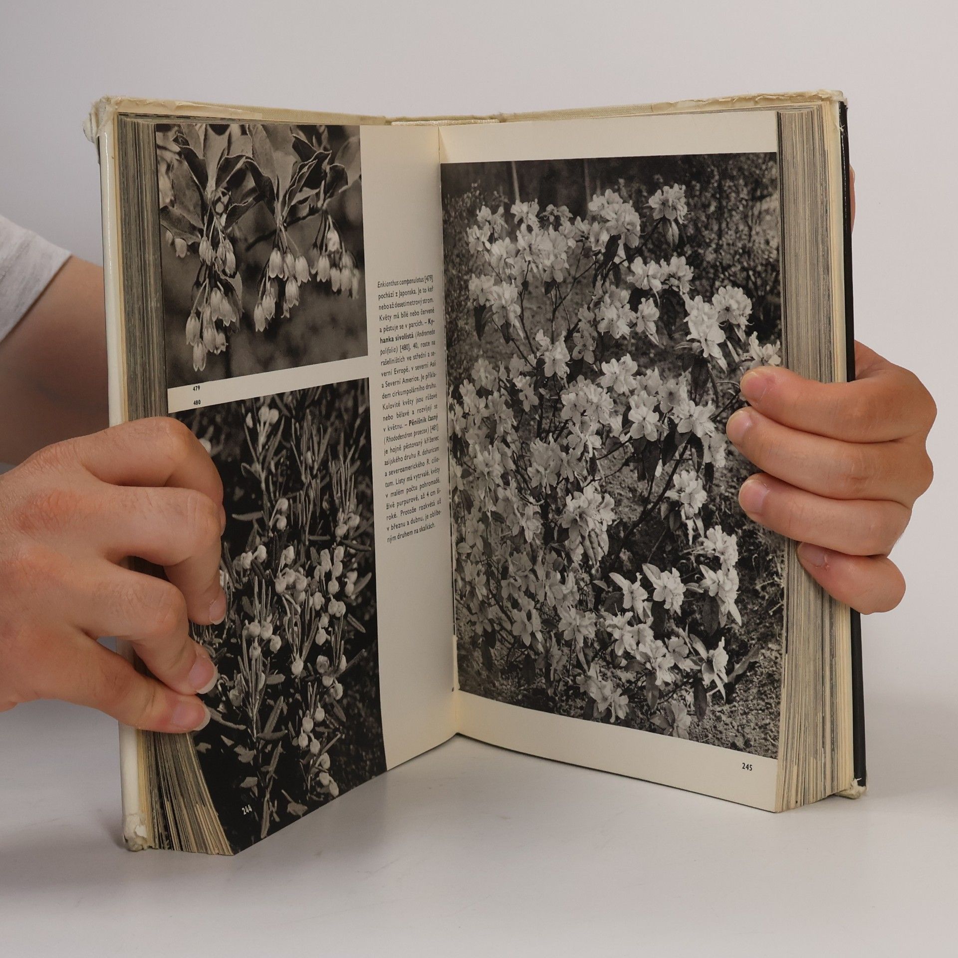 František Antonín Novák Velký obrazový atlas rostlin