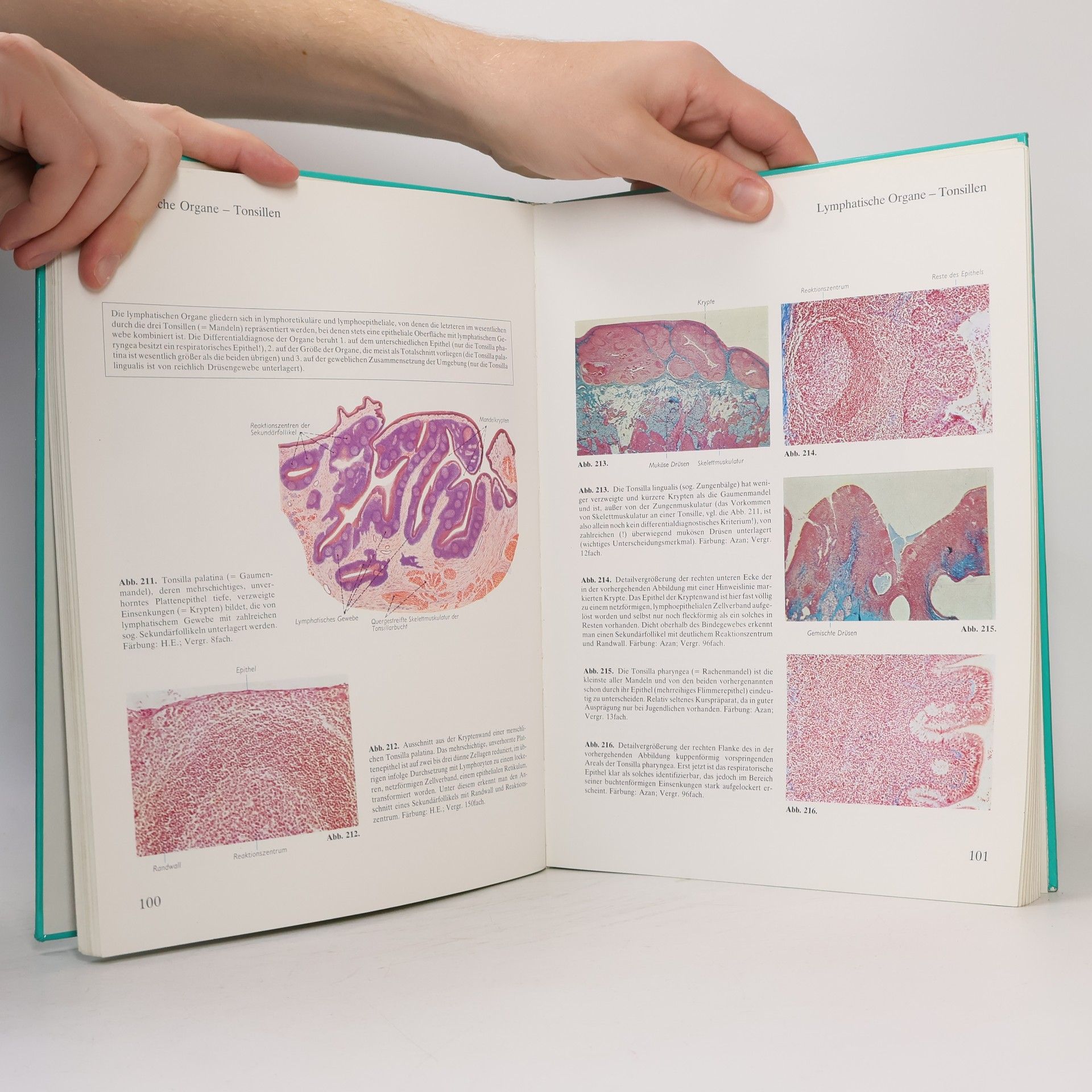 Frithjof Hammersen Histologie