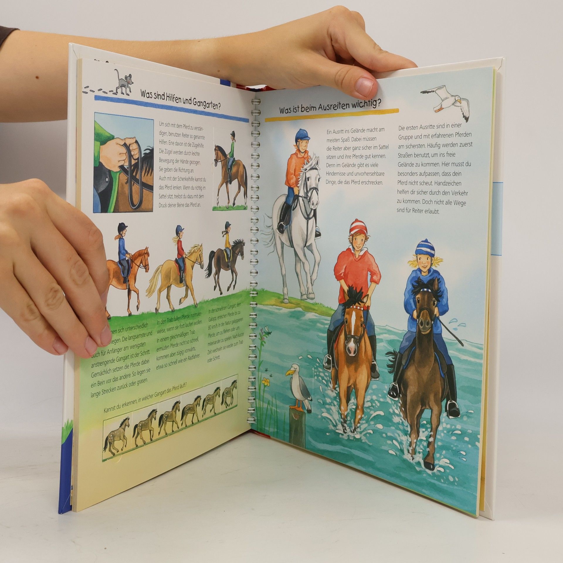 Andrea Erne Alles über Pferde und Ponys