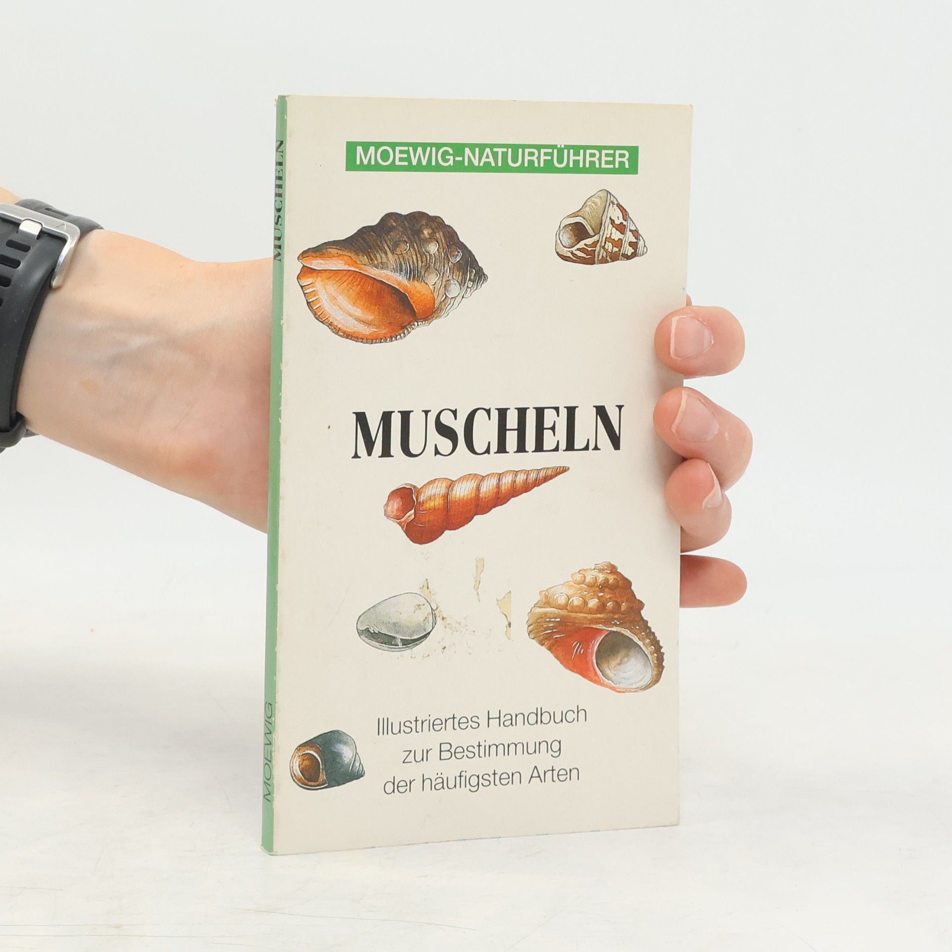 Eleanor Lawrence Muscheln