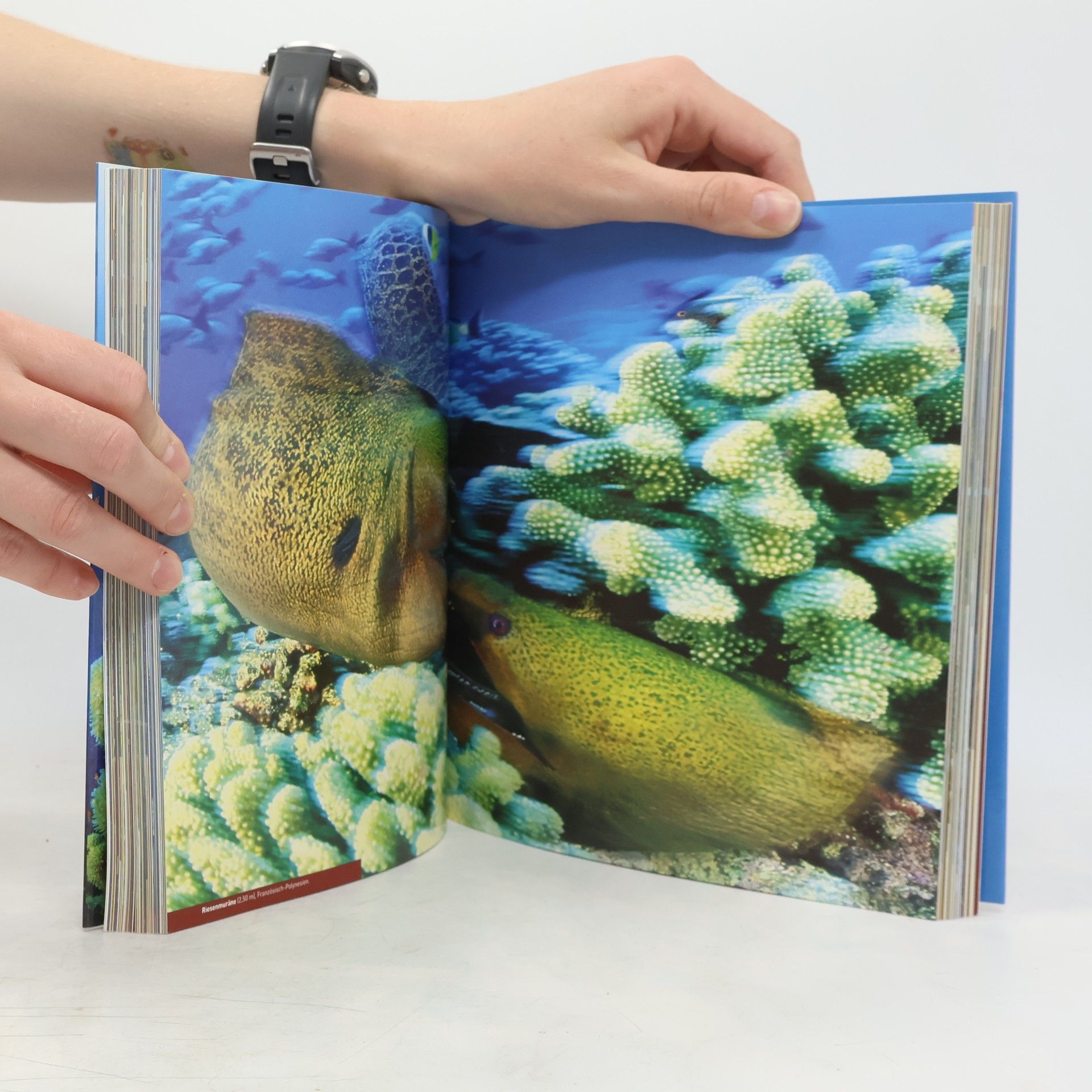 Laurent Ballesta Planet Meer. Reise in die Unterwasserwelt