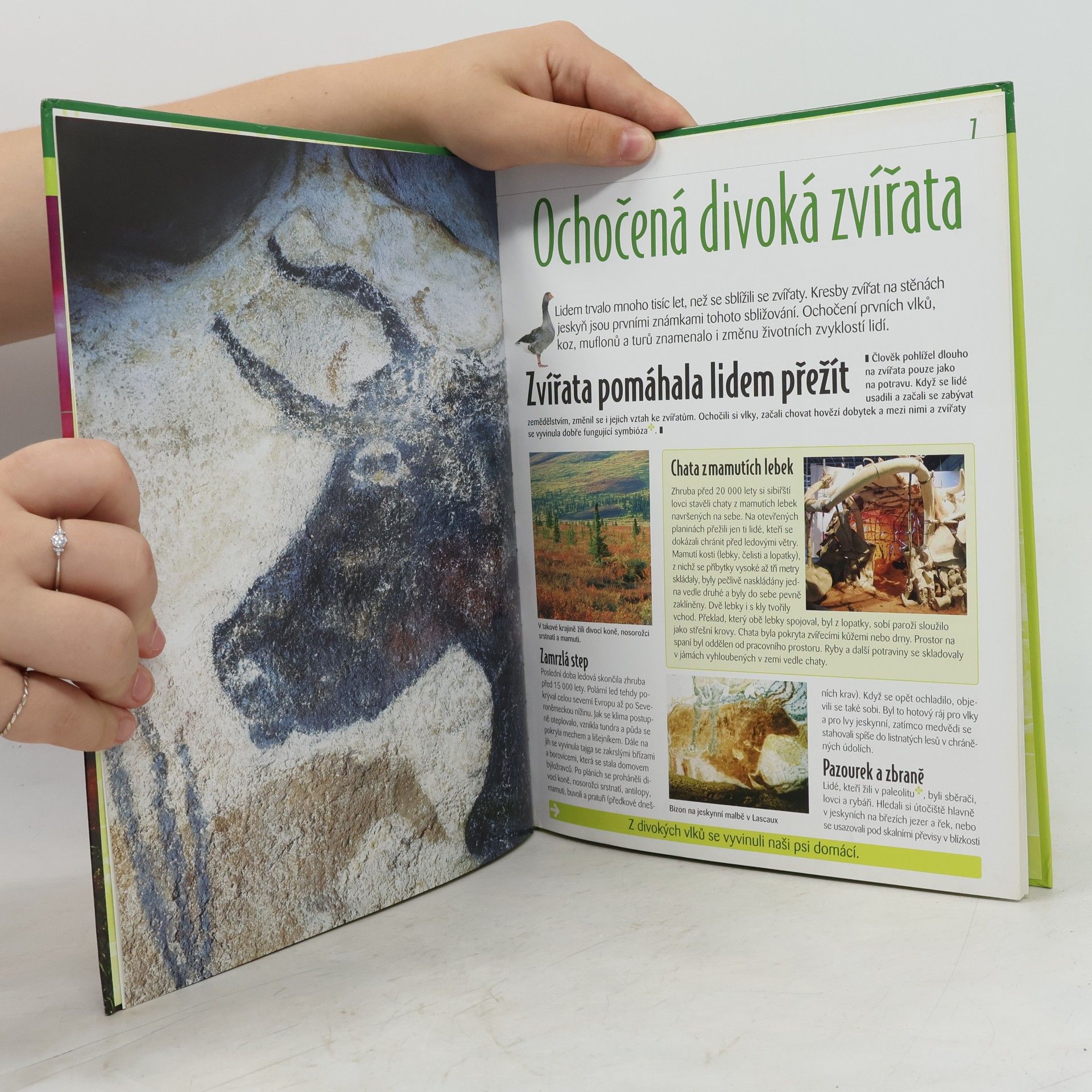 Autorenkollektiv Domácí zvířata