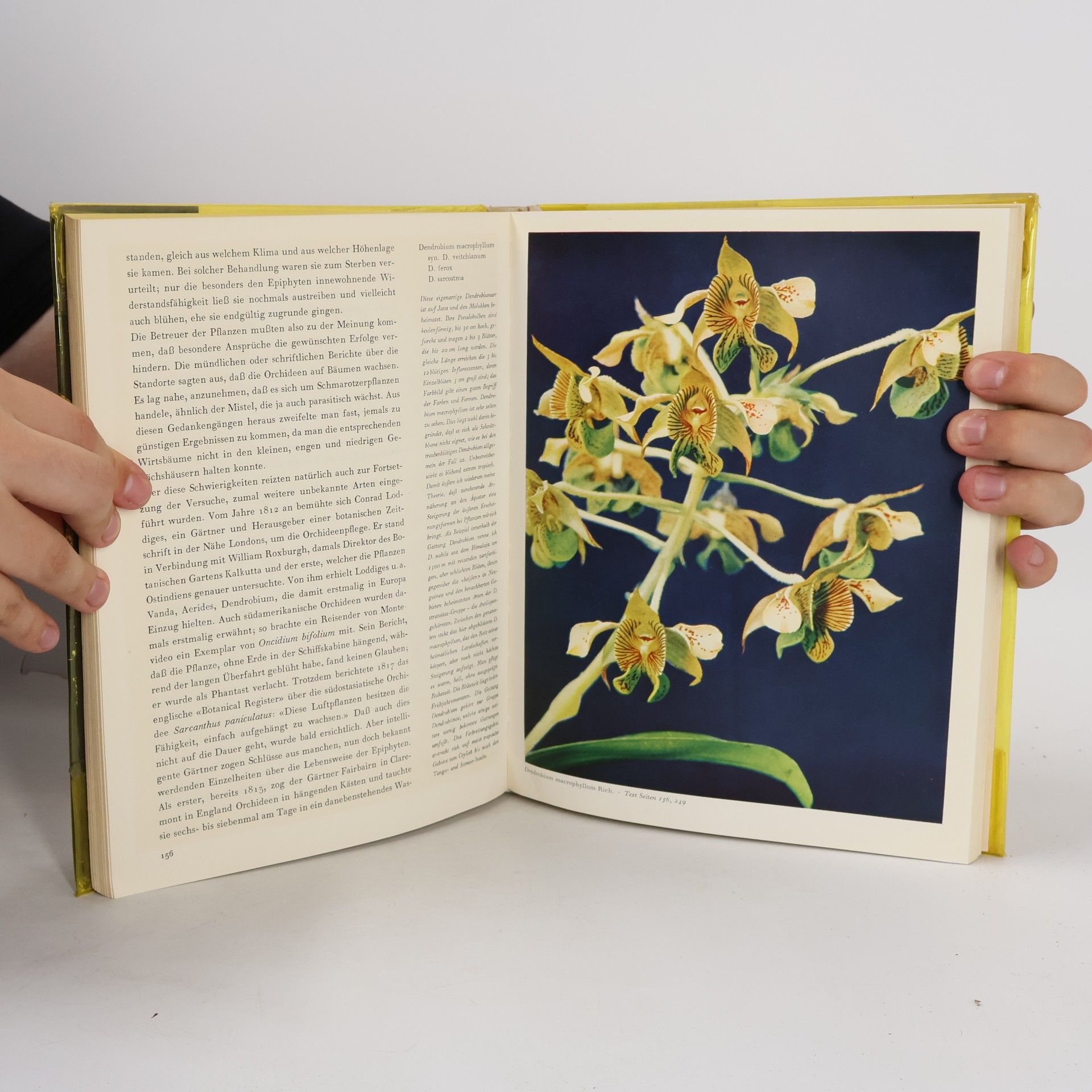 Walter Richter ...die schönsten aber sind Orchideen