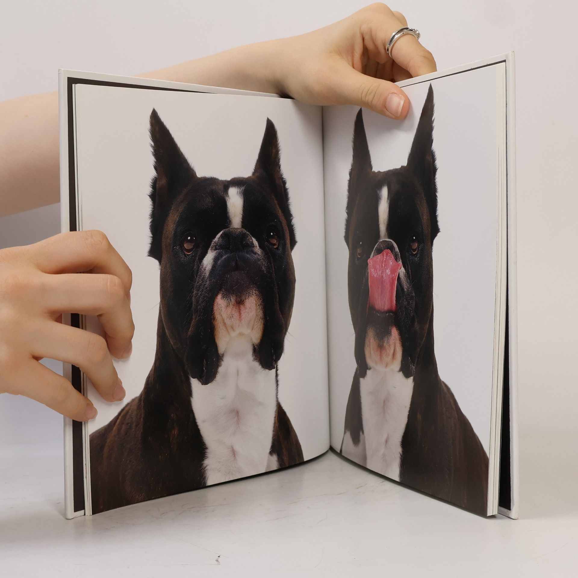 Araldo De Luca Hunde