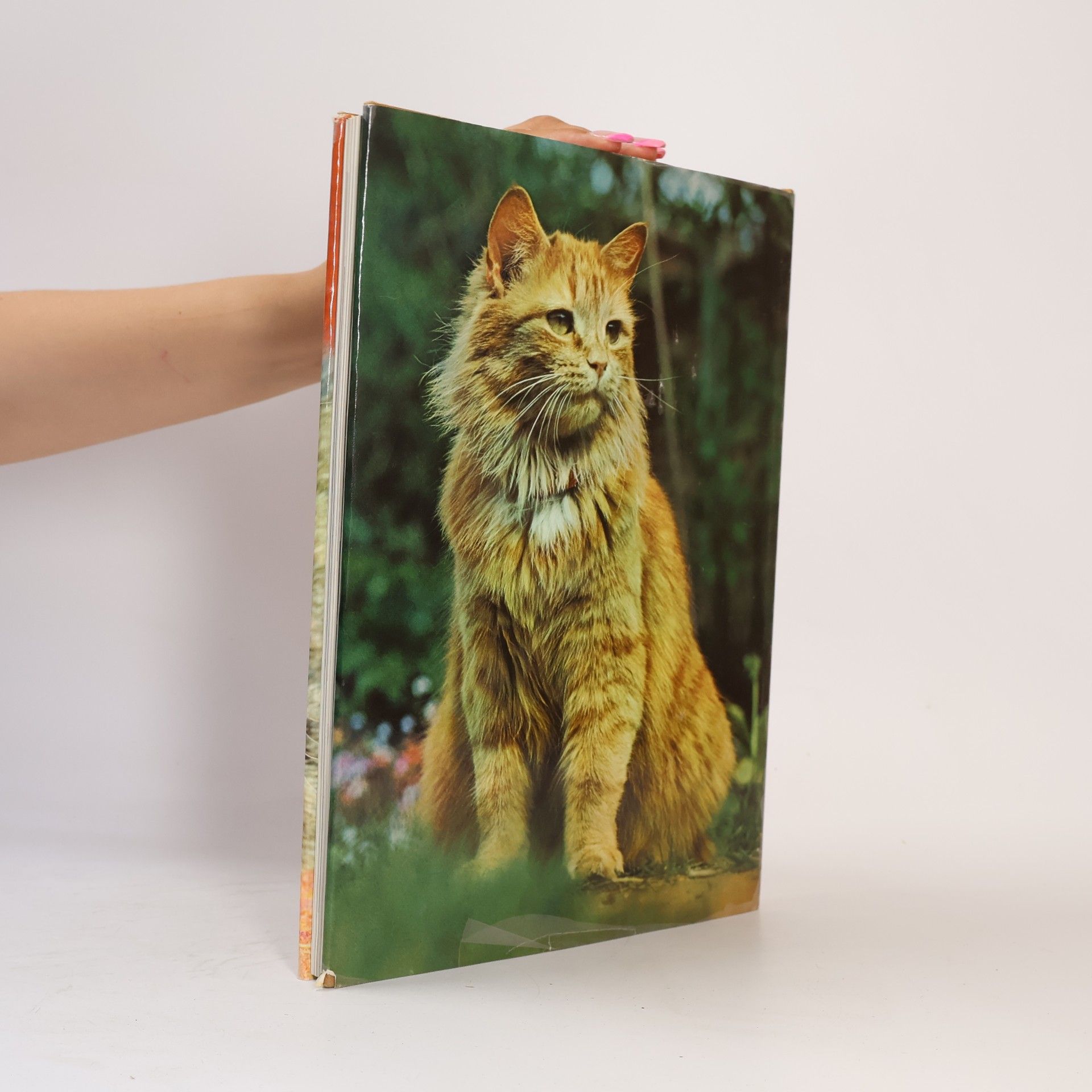 Erich Tylínek Das große Katzenbuch